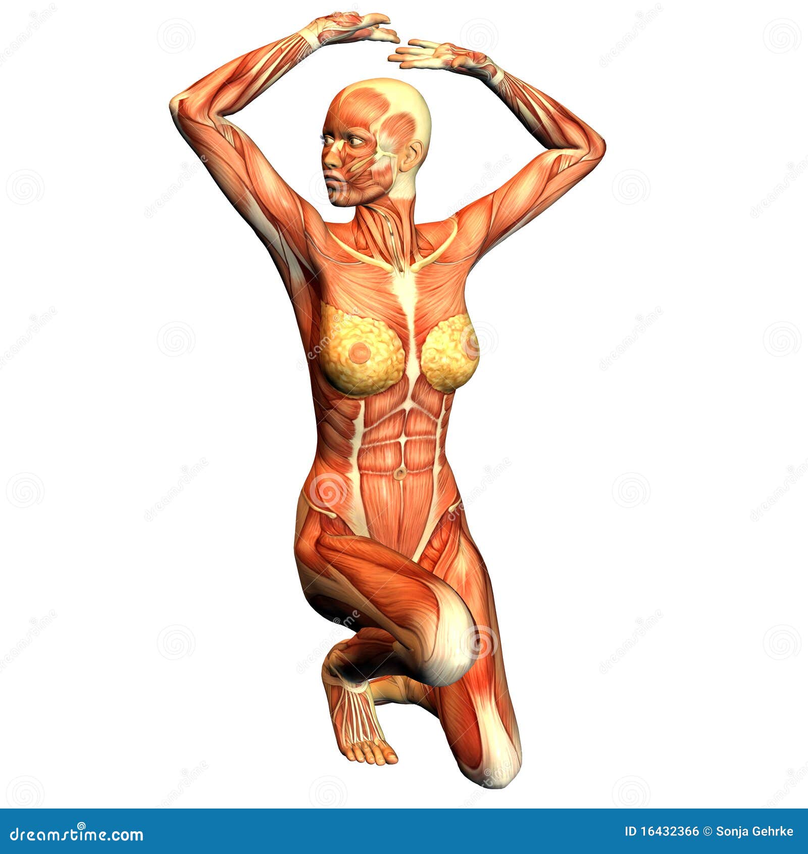 Structure of Muscle of a Sporty Woman Stock Illustration