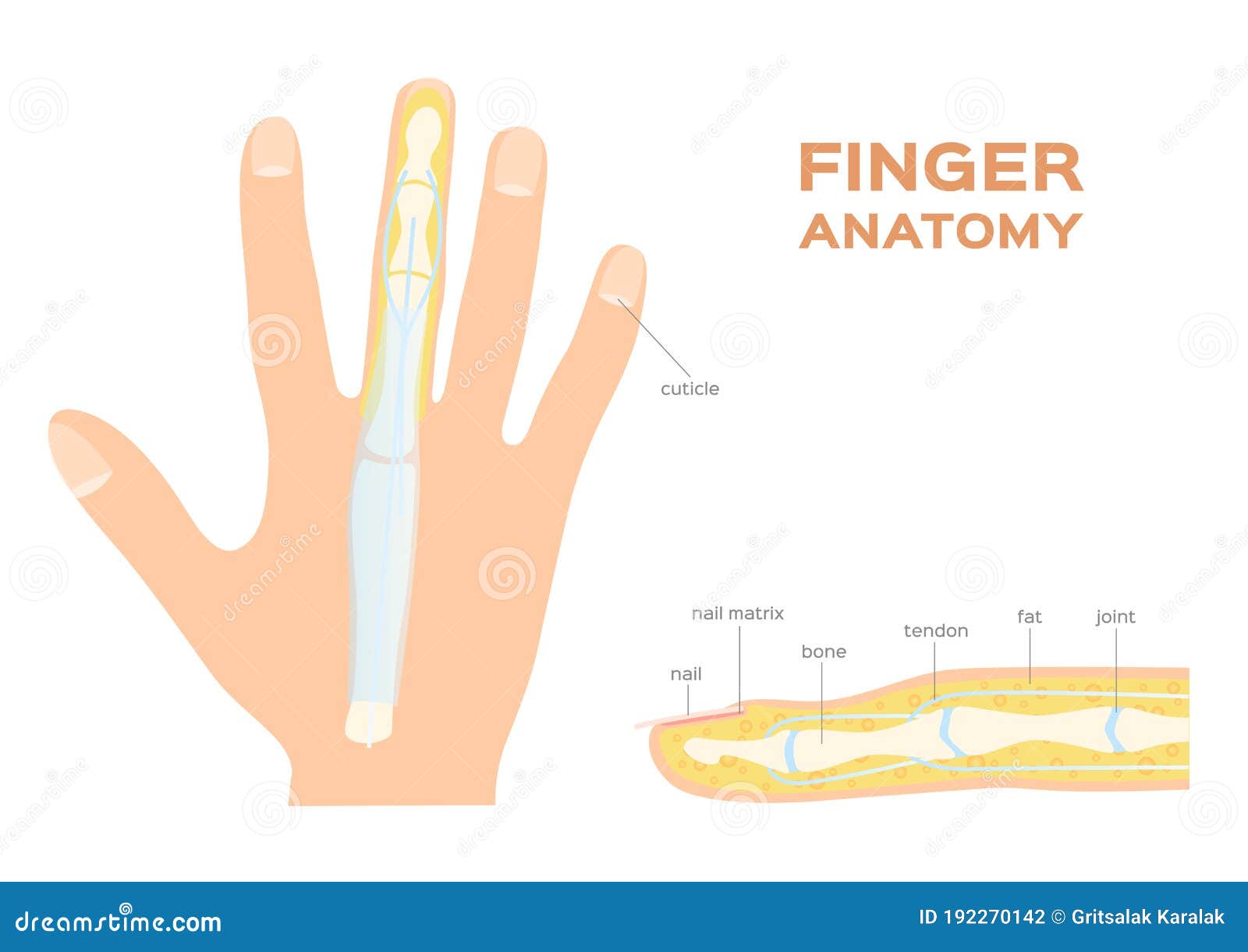 structure of a nail. human nail . finger anatomy