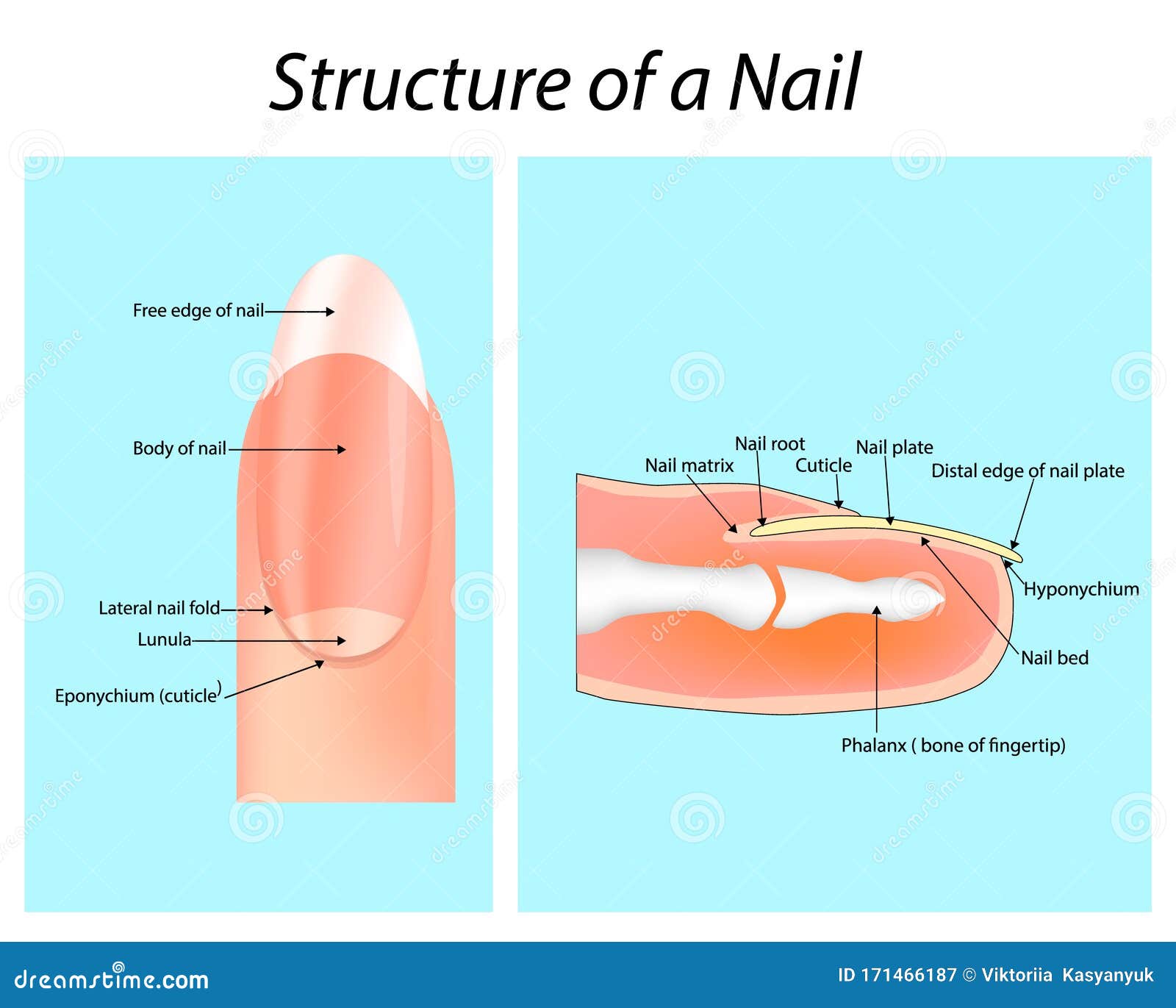 Premium Vector | Nail anatomy structure training poster flat style design  vector illustration.