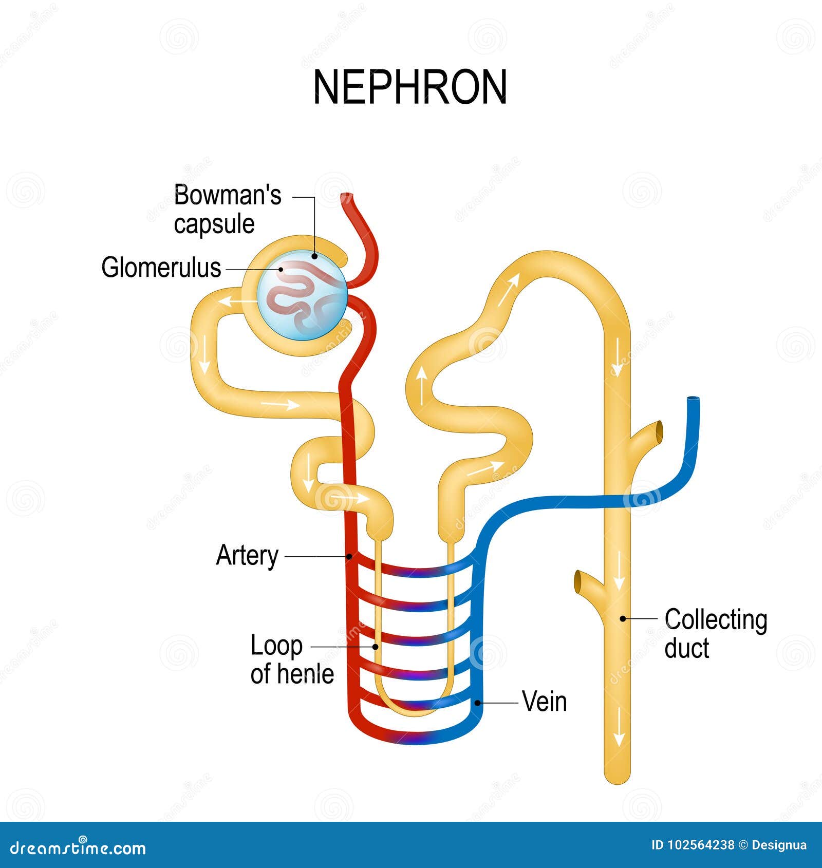 structure of a nephron. formation of the urine