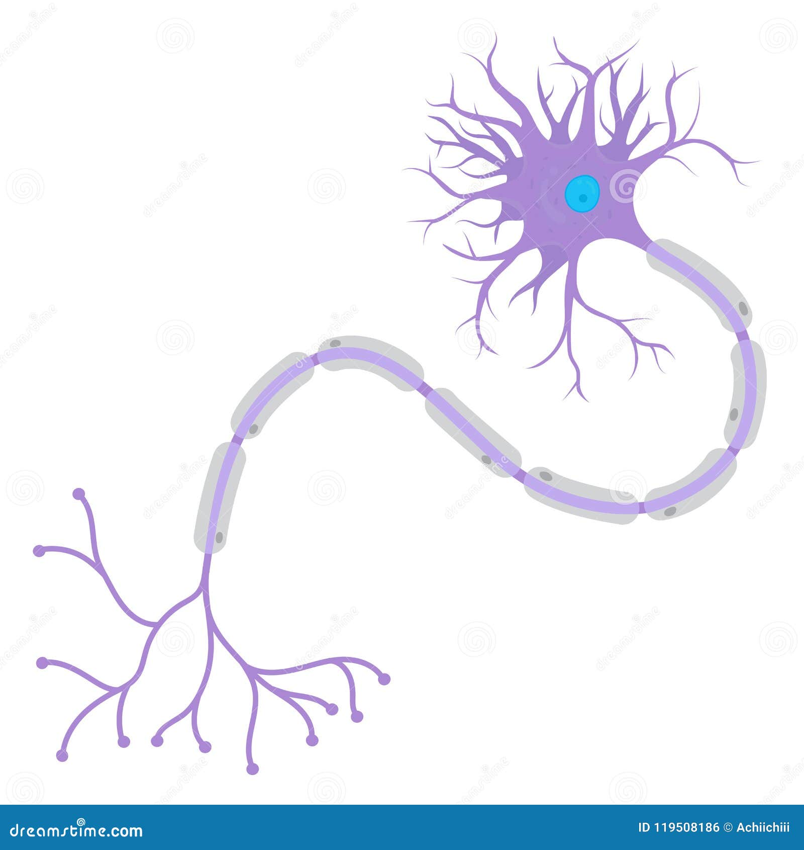 structure of neuron download free structure of neuron download free