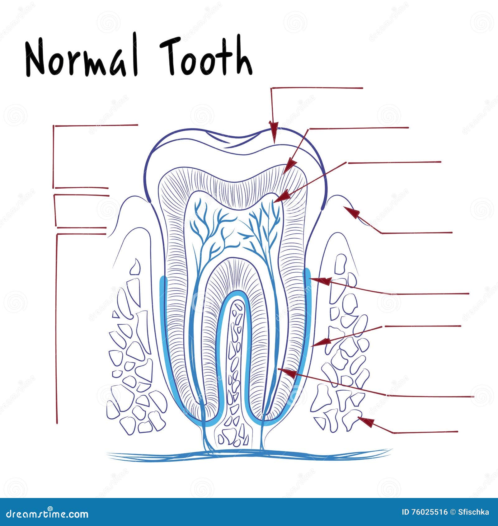 the structure of a normal human tooth stock vector illustration of