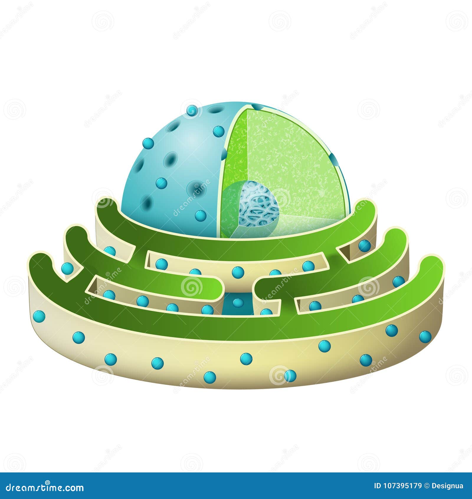 structure of nucleus and rough endoplasmic reticulum