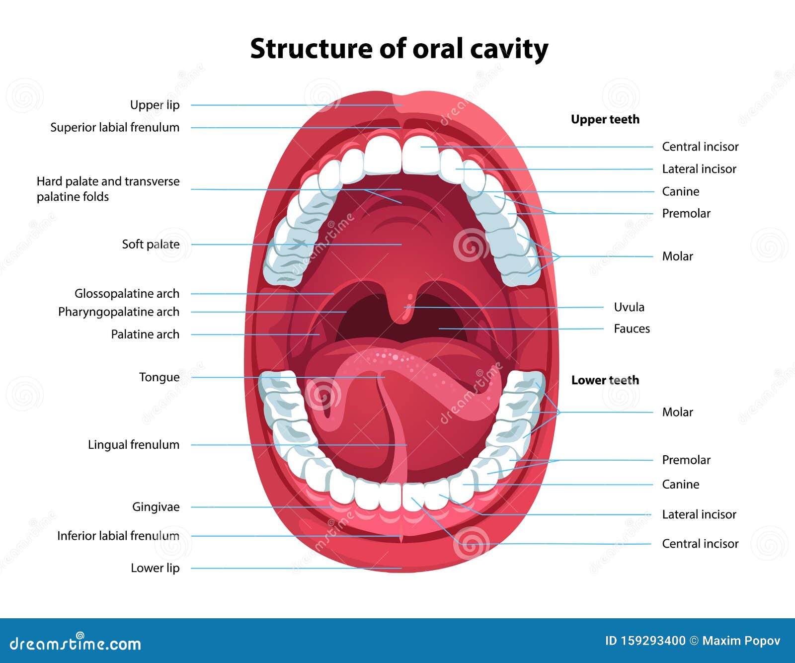 Anatomy Teeth Structure Of Human