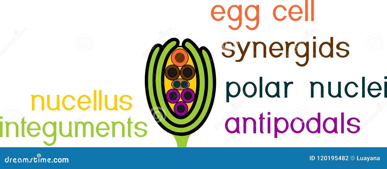 structure of ovule of angiosperm plants with megagametophyte
