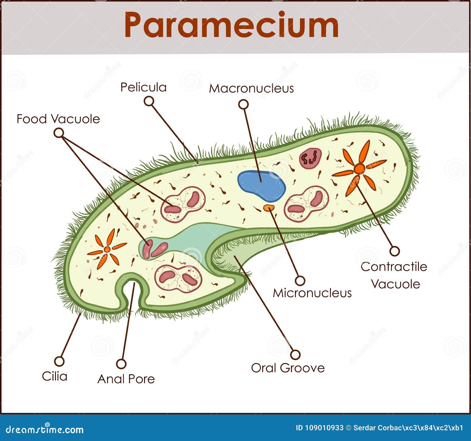 The Structure Of Paramecium Saudatum Stock Vector Illustration Of vacuole-vacuole