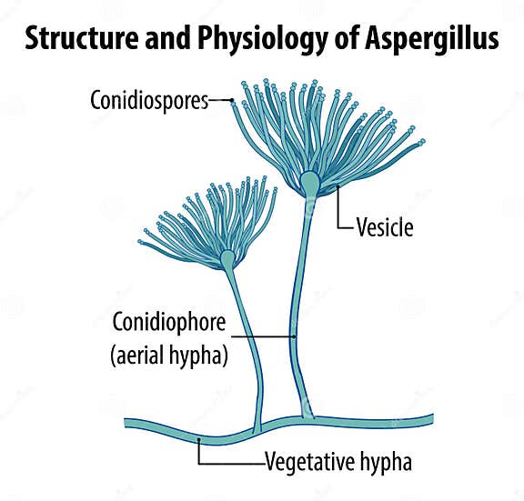 Structure and Physiology of Aspergillus Stock Vector - Illustration of ...