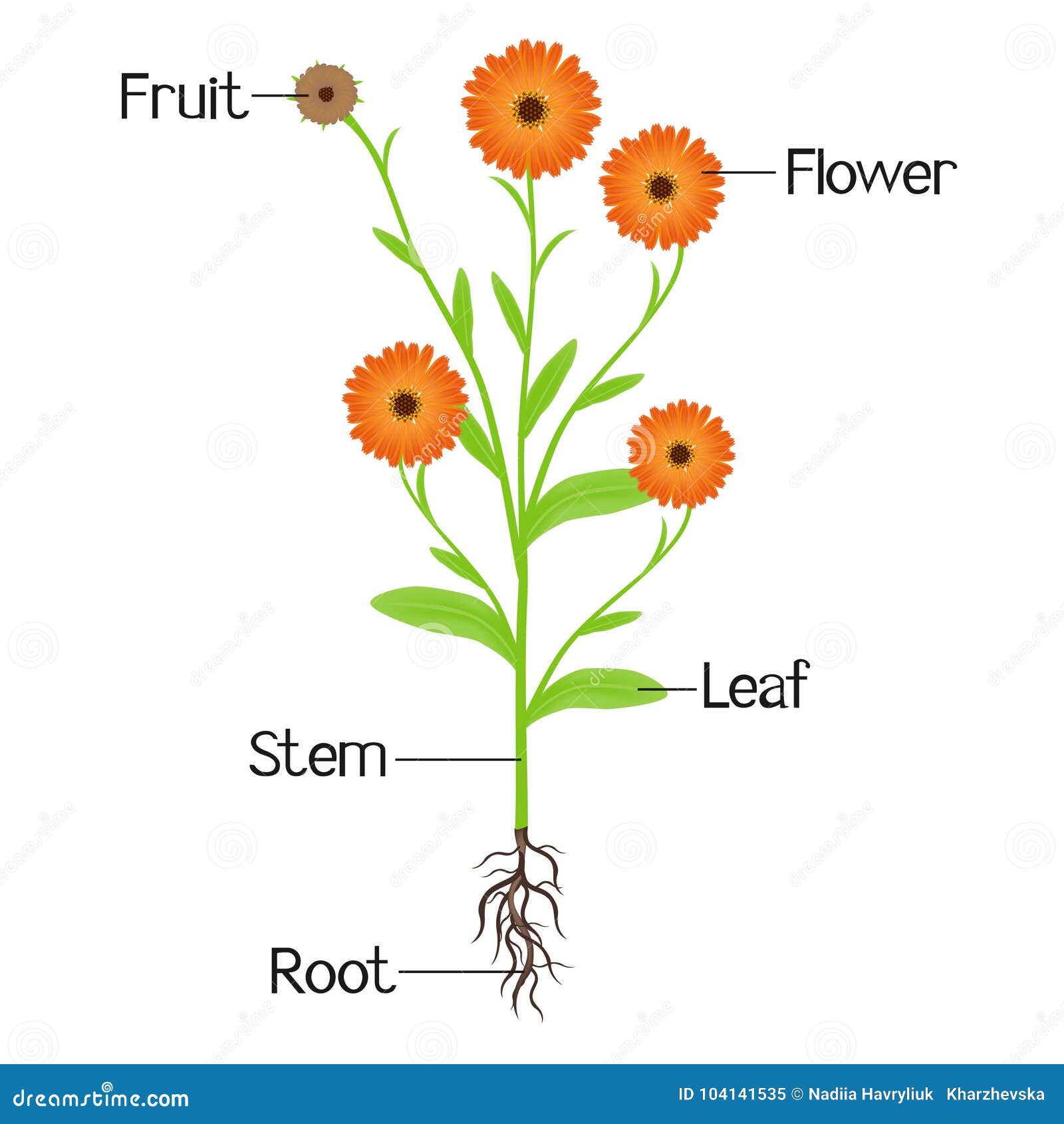 Structure of the Plant Calendula. Stock Vector - Illustration of herb,  health: 104141535