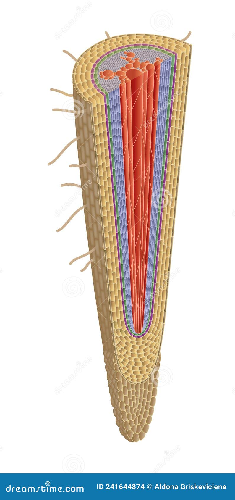 structure of plant root
