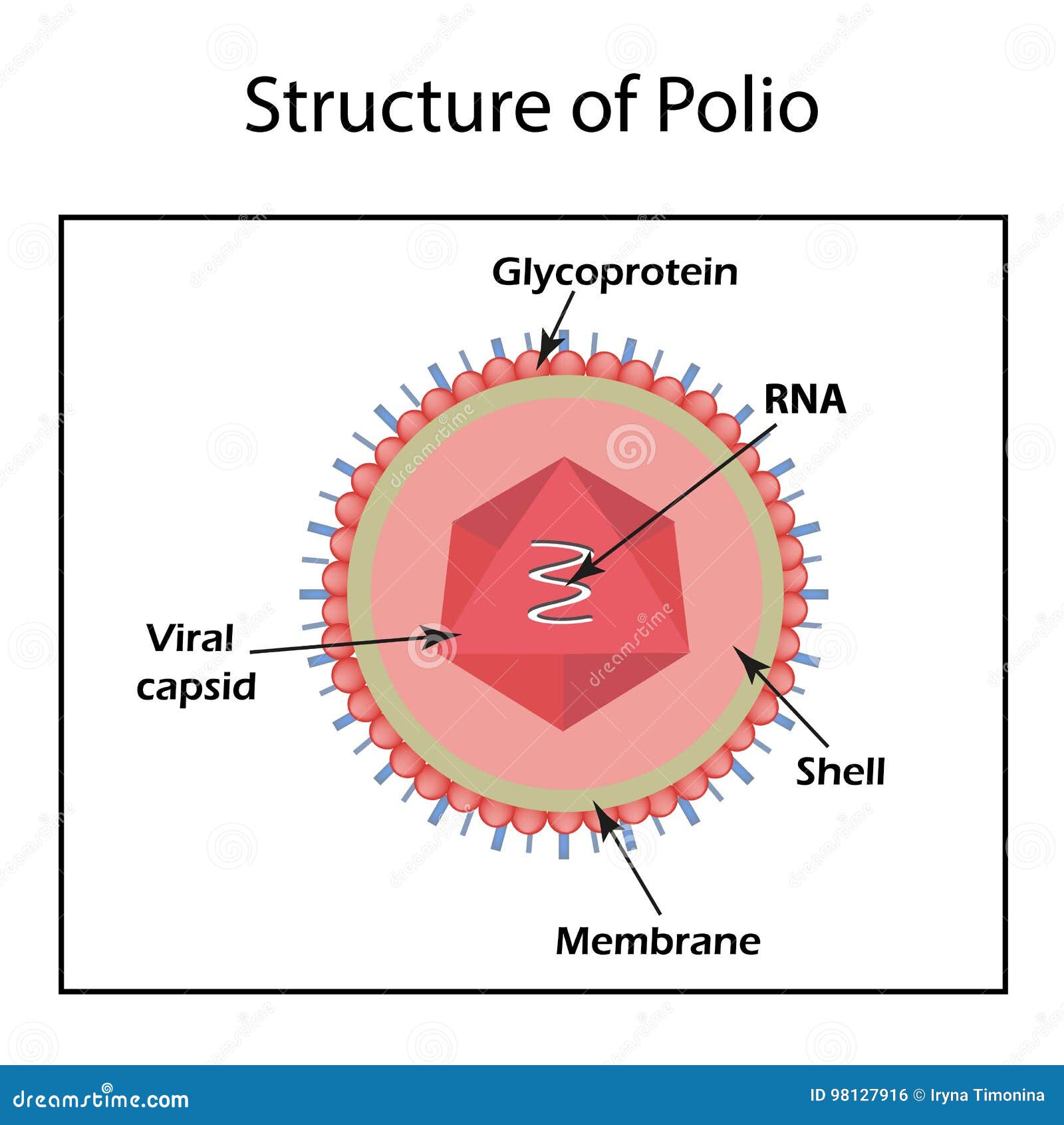 the structure of the polio virus. enterovirus.