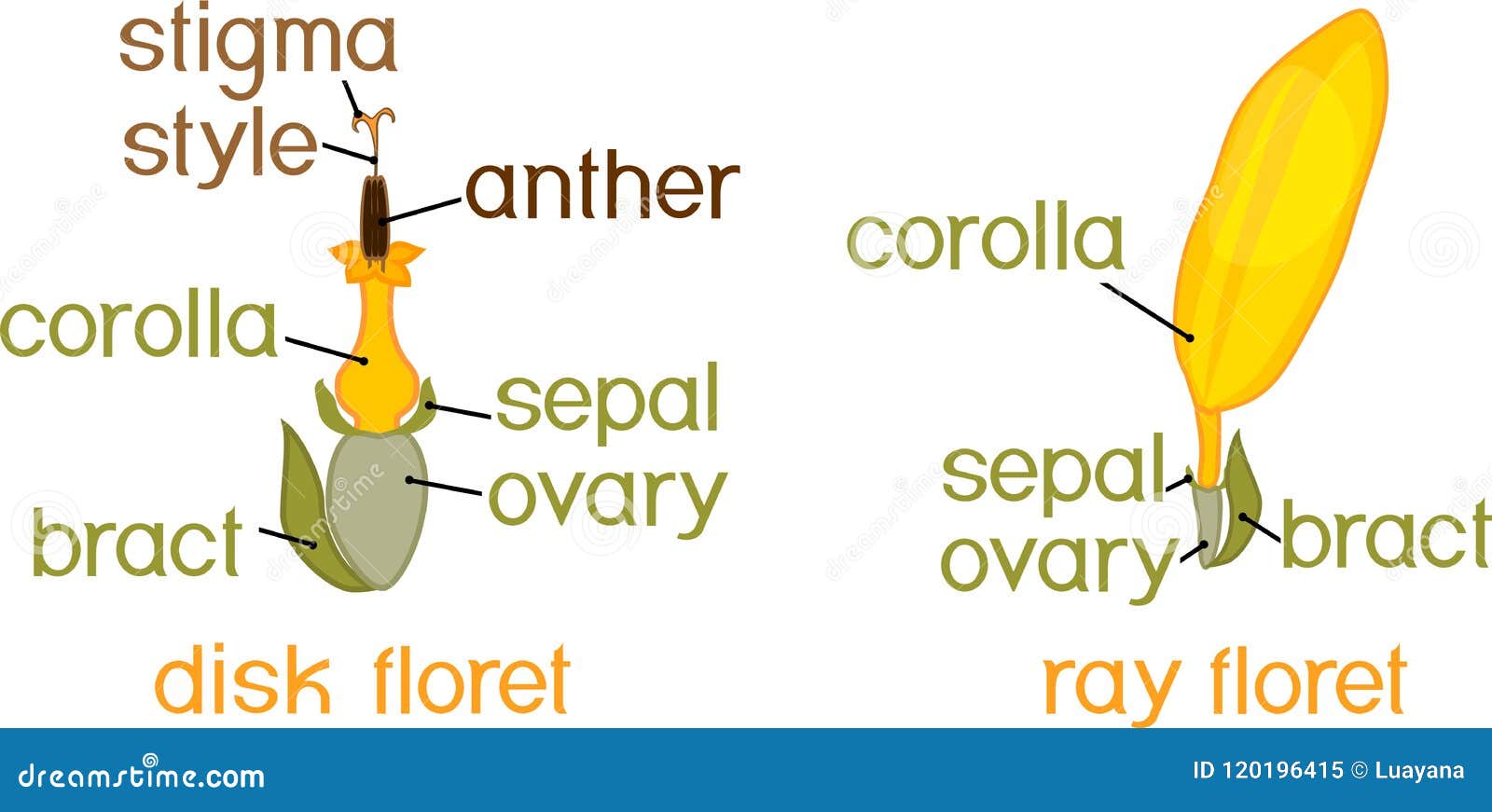 Structure of Ray Zygomorphic and Actinomorphic Disk Flowers from