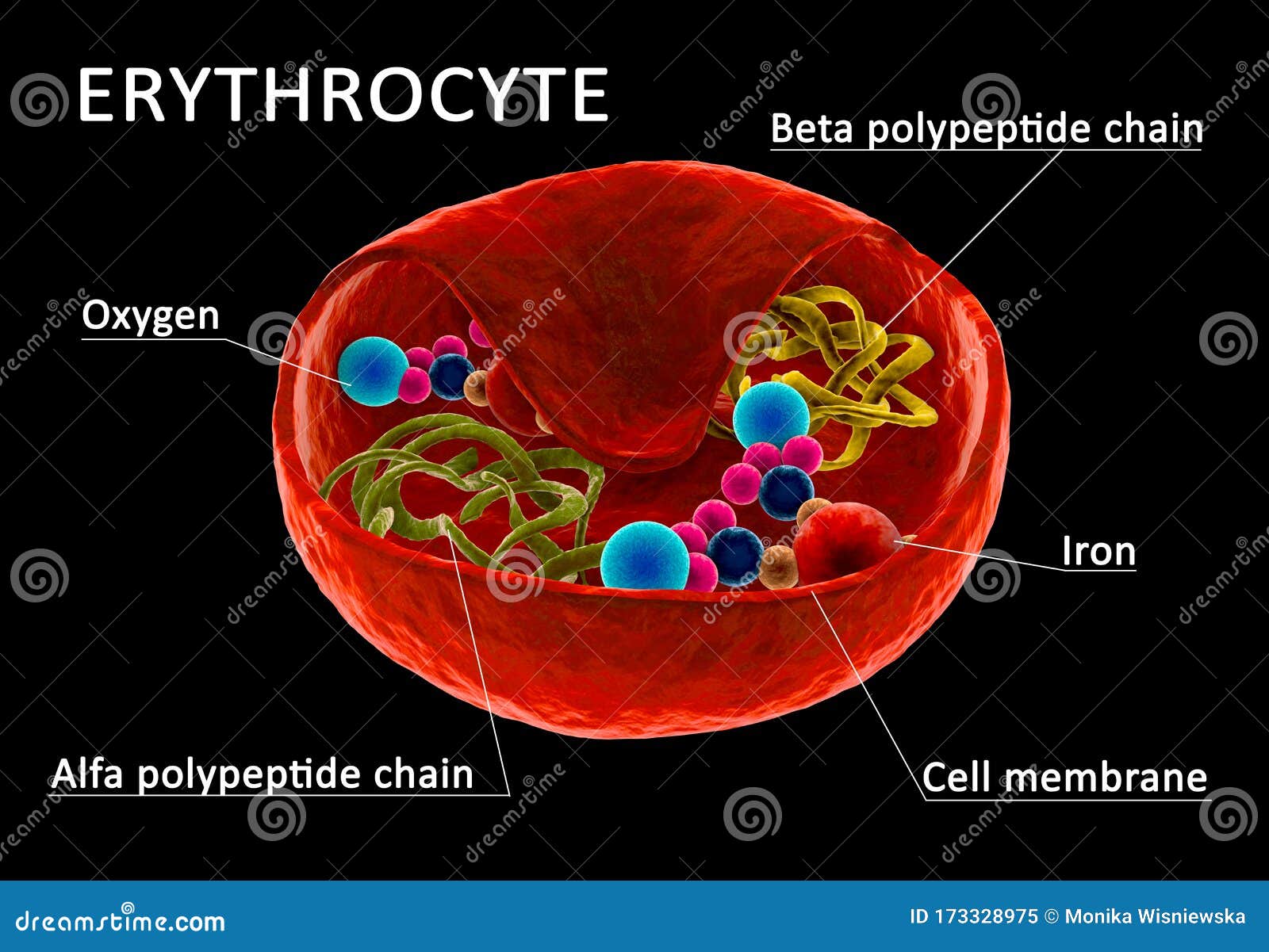 white blood cell parts