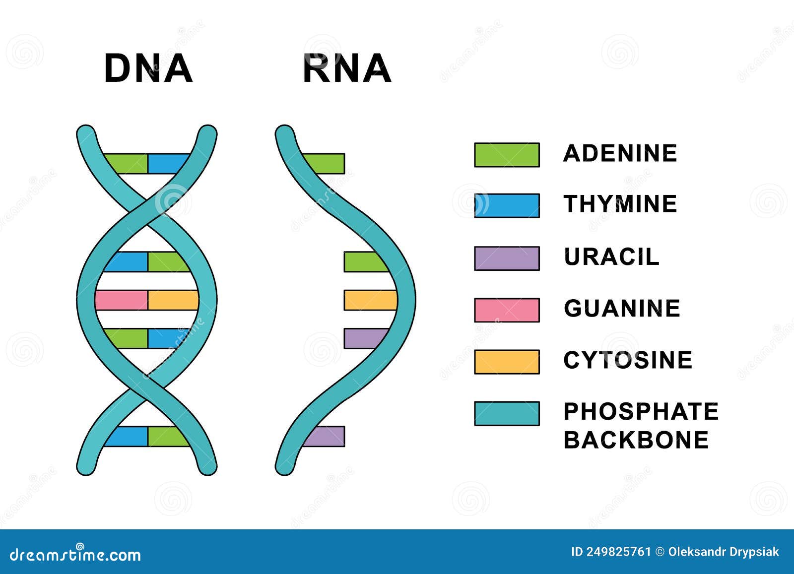 Рнк тимин урацил. ДНК аденин гуанин цитозин Тимин. Молекула РНК. Молекула урацила. ДНК РНК урацил.
