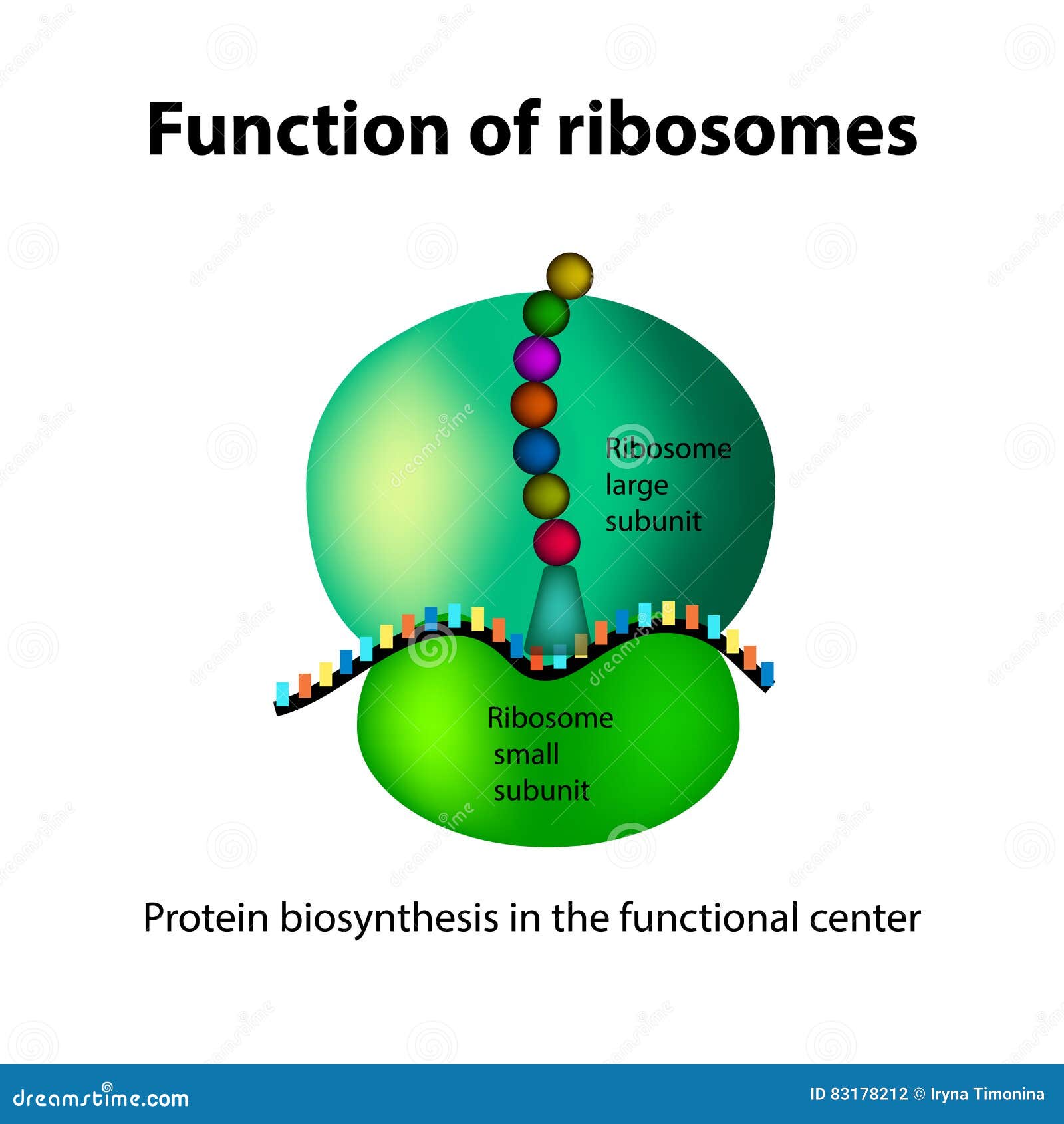 the structure of the ribosome. functions. infographics.
