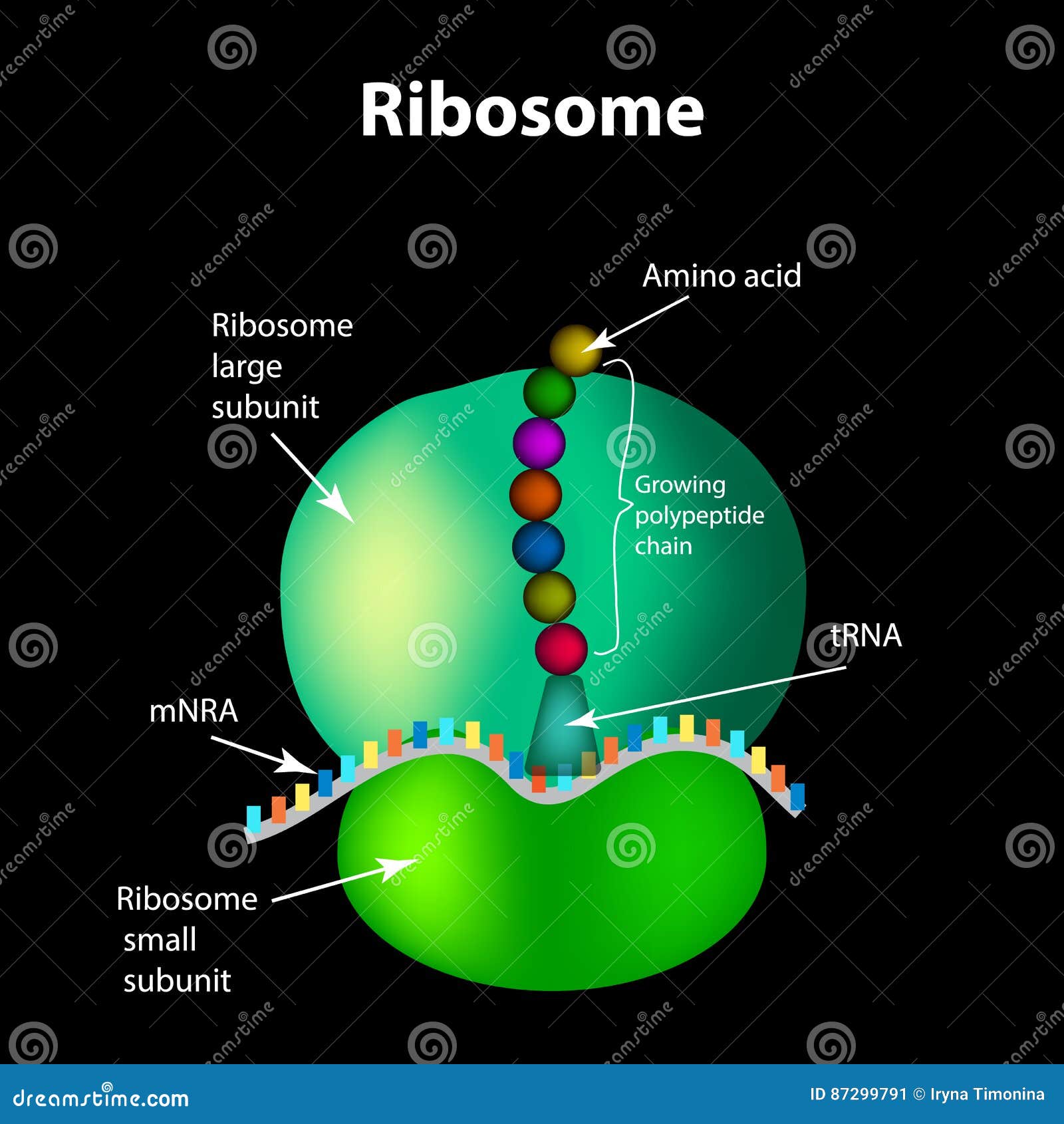 the structure of the ribosome. infographics.  