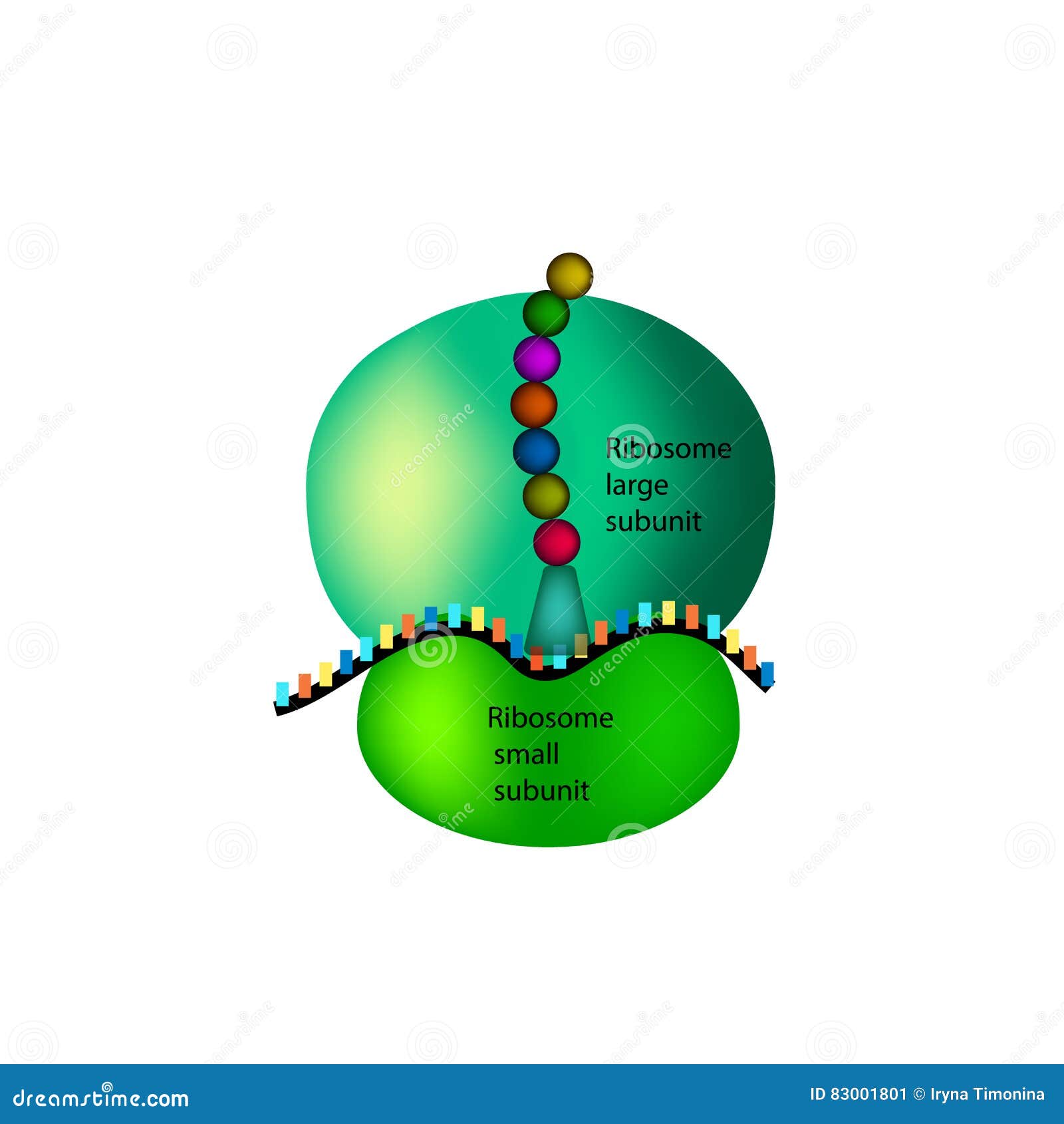 the structure of the ribosome. infographics.   on  background