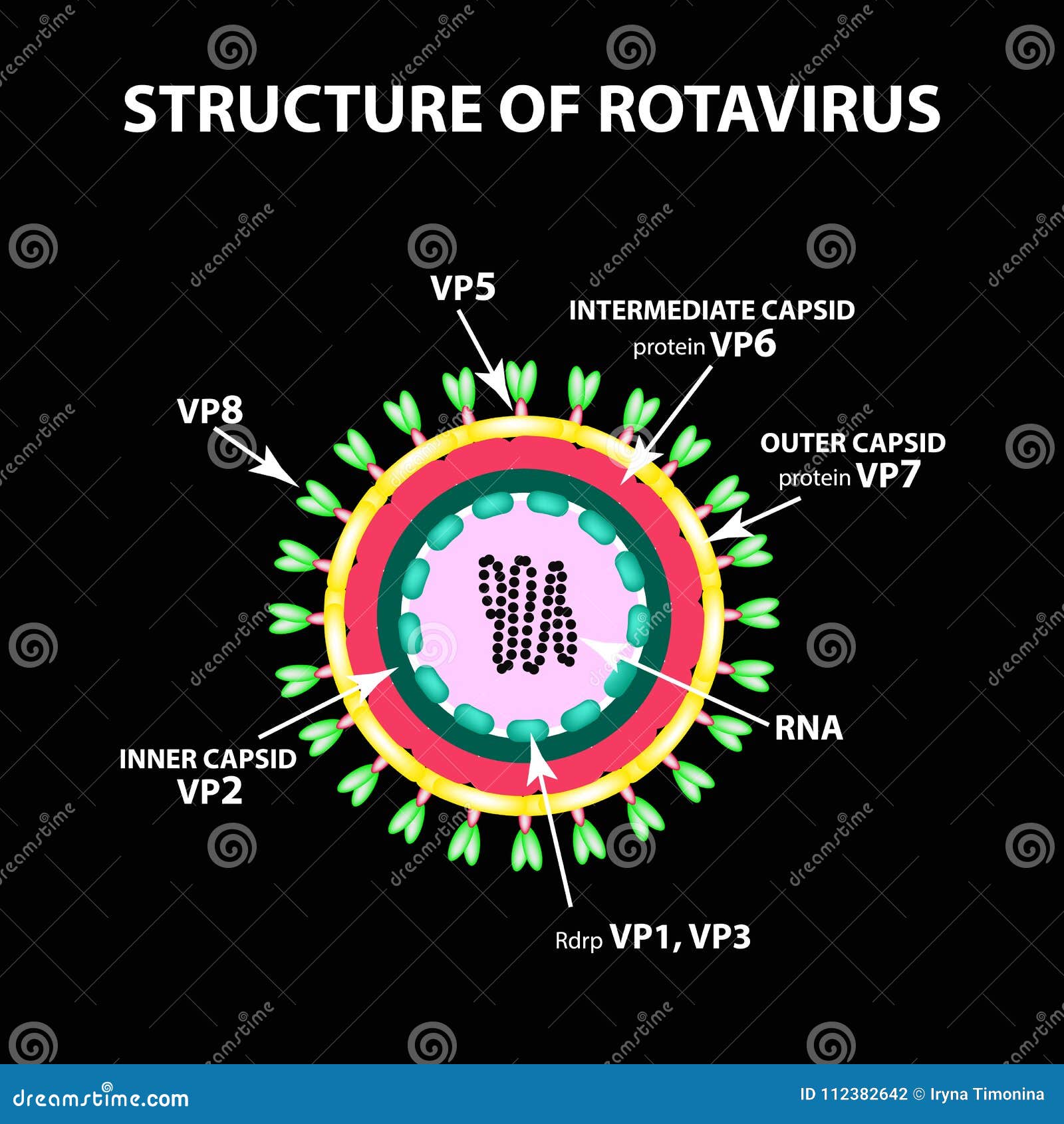 Rotavirus Structure