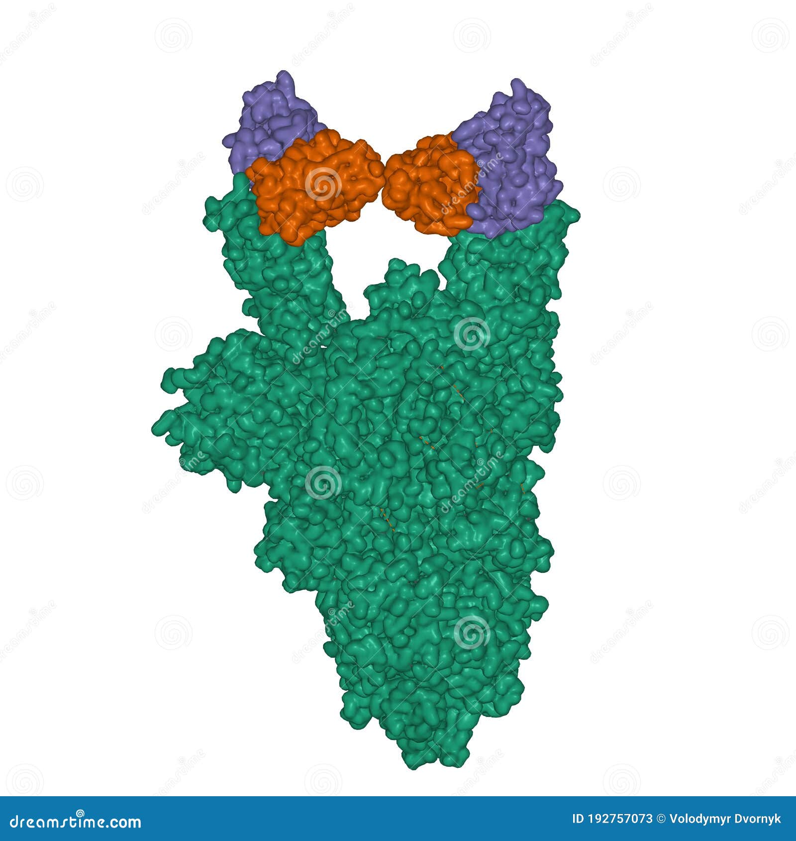 Structure of the SARSCoV2 Spike Glycoprotein Green in Complex with
