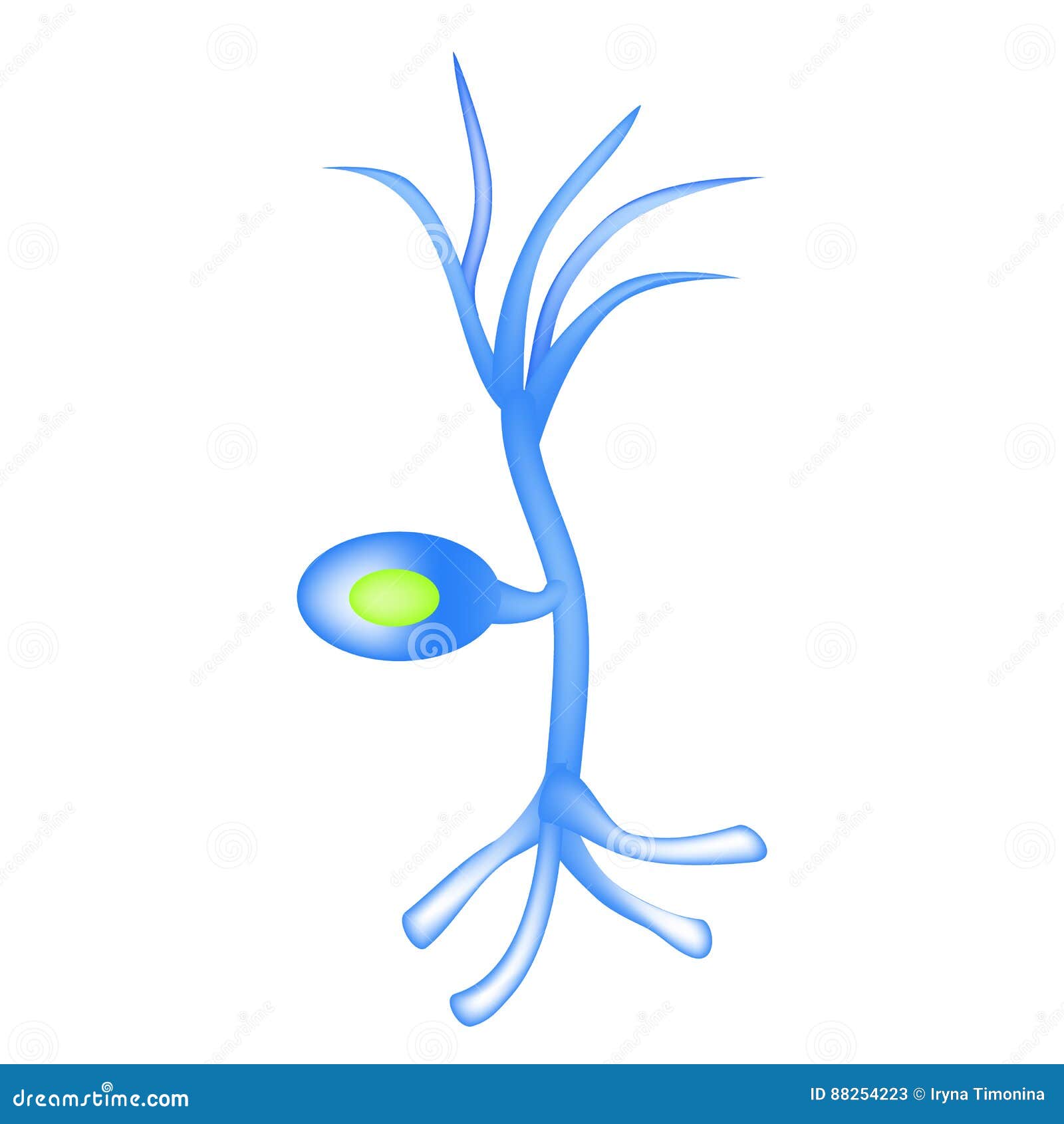 The Structure Of The Sensory Neuron. Infographics. Vector Illustration