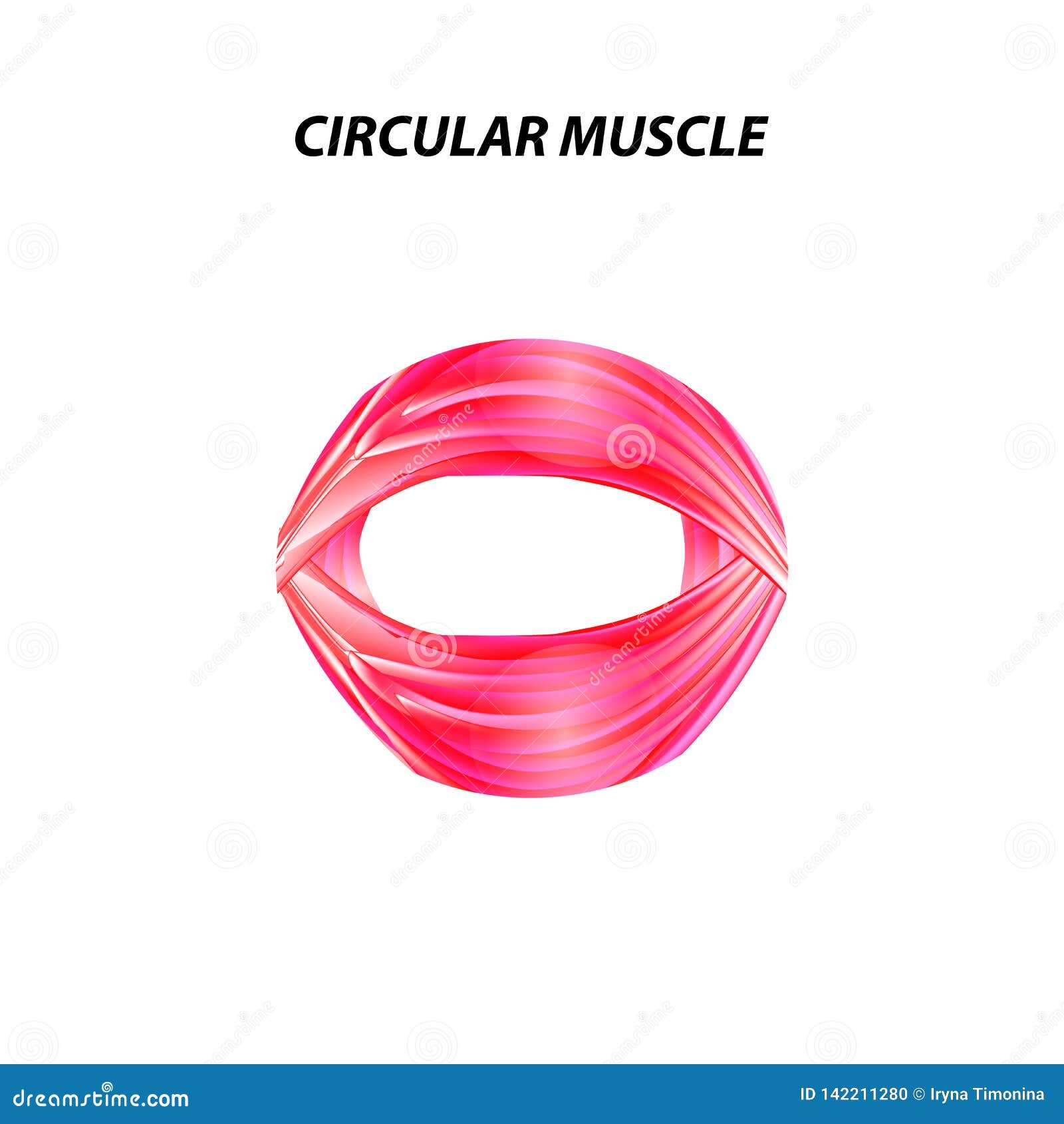 The Structure Of Skeletal Muscle. Circular Muscle. Tendon. Infographics
