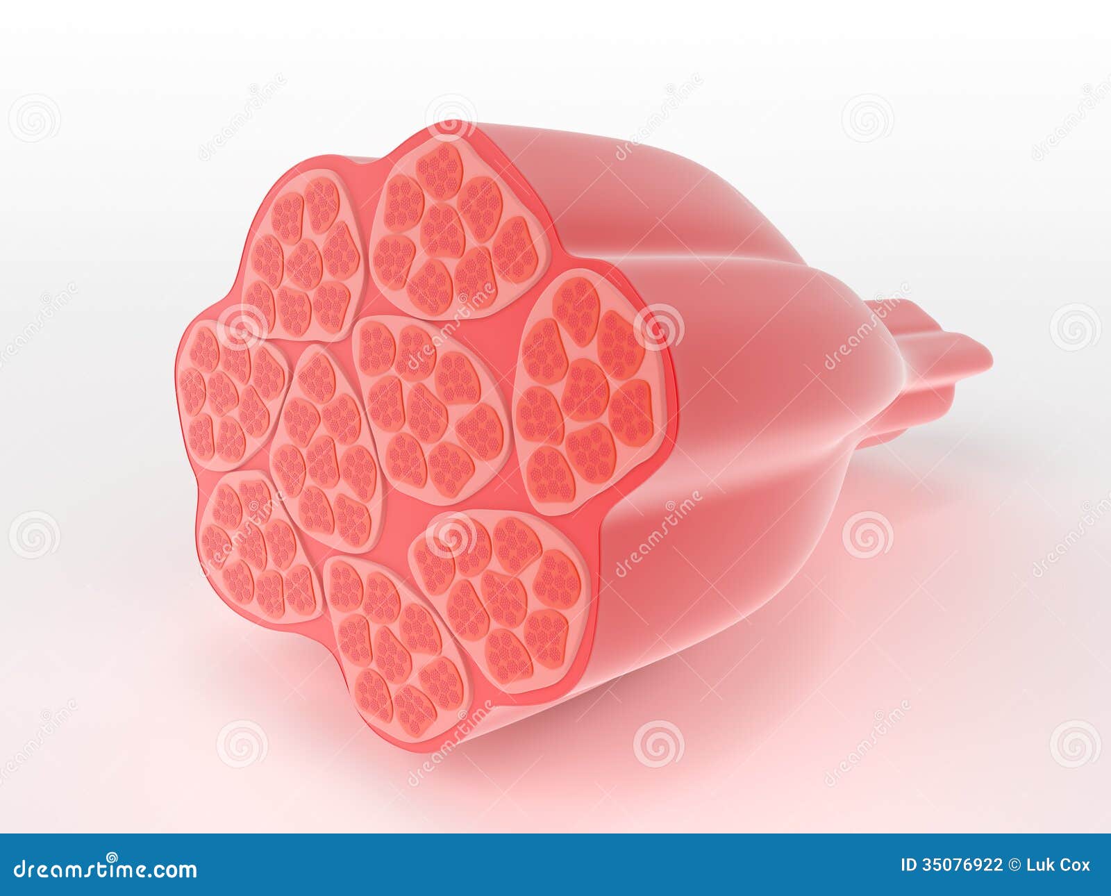 structure of skeletal muscle