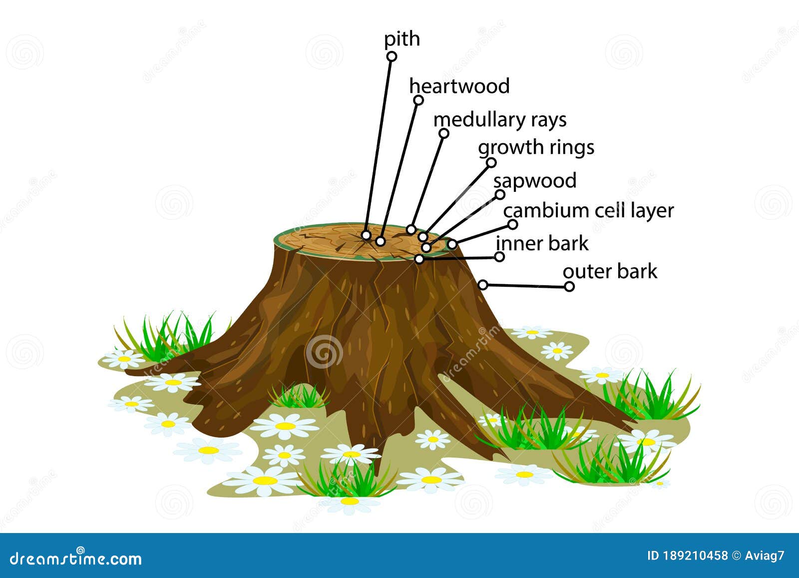 anatomy of a tree  on white background.