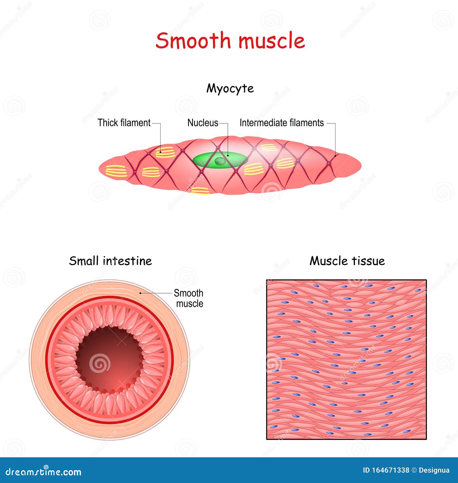 structure of smooth muscle fibers. anatomy of myocyte