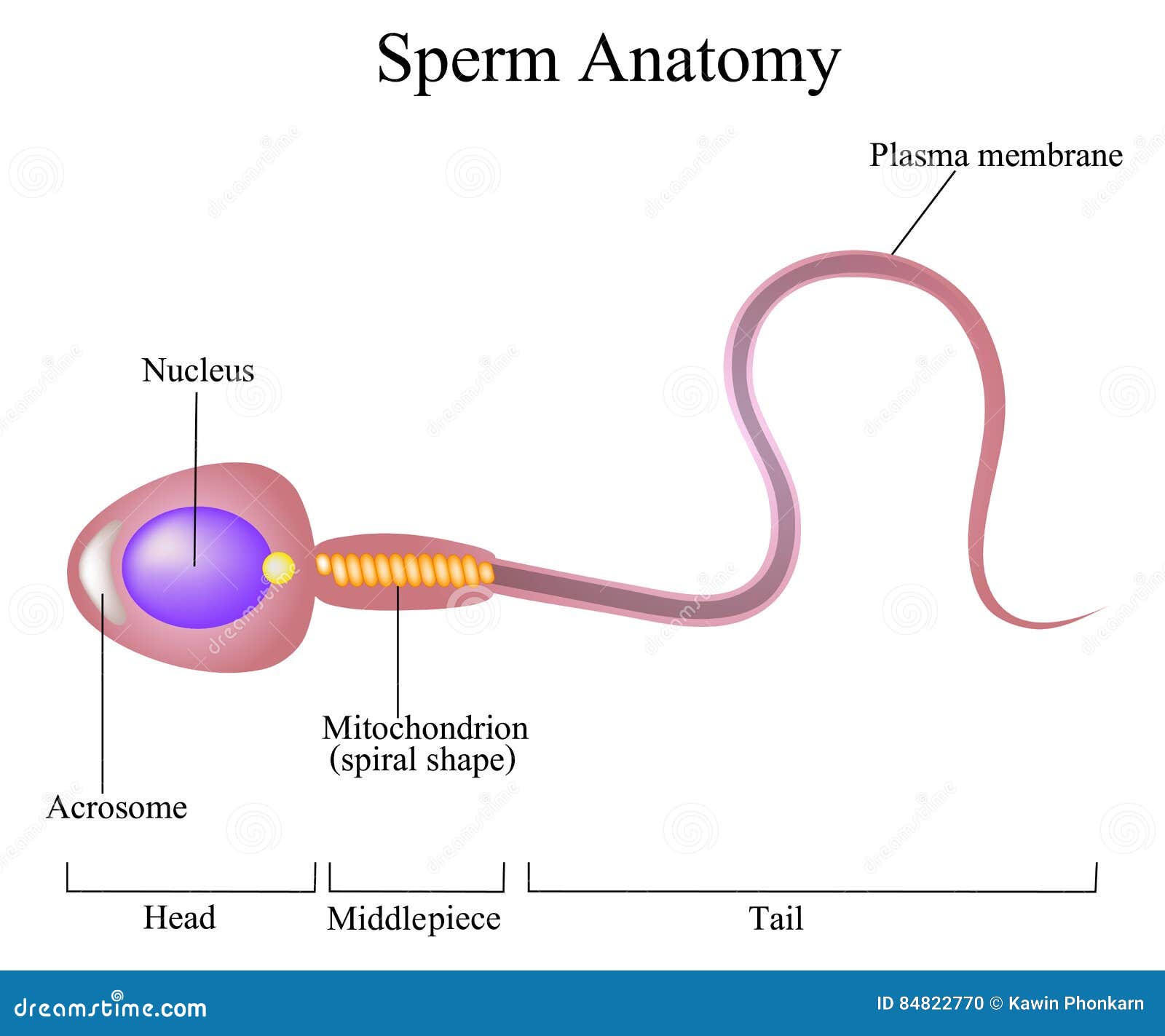 structure of a sperm cell