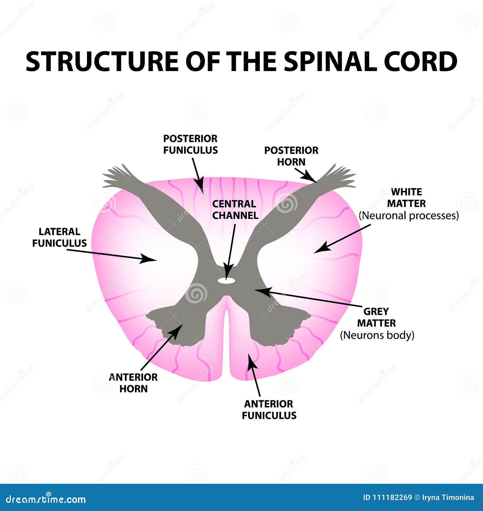 The Structure of the Spinal Cord. Infographics. Vector Illustration on ...