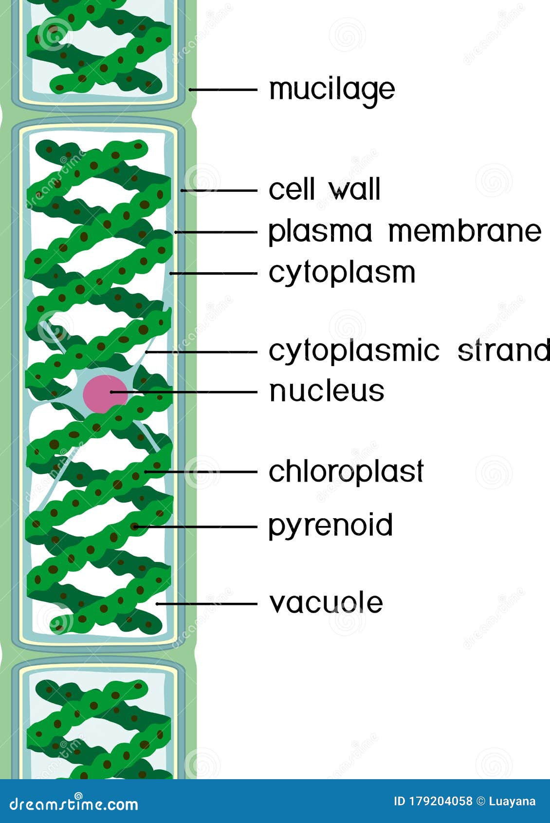 Spirogyra Vector Illustration Labeled Educational Green Algae Structure ...