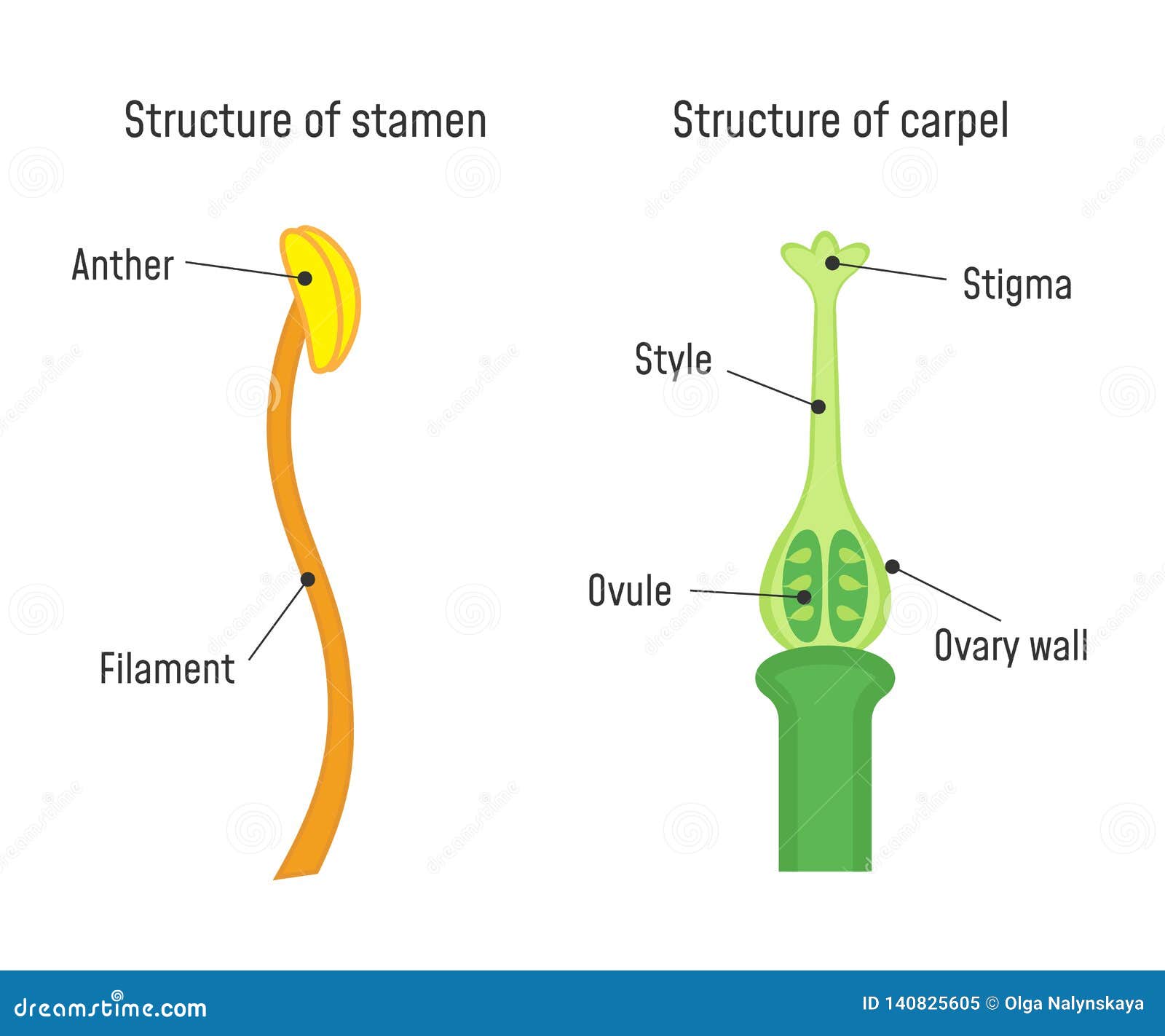 structure of stamen and carpel