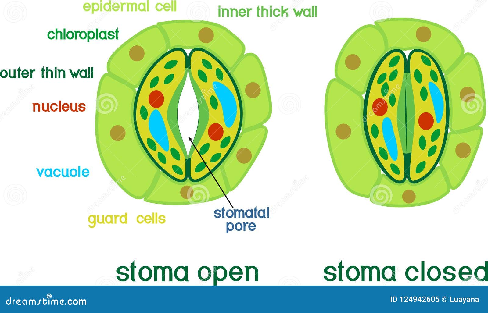 structure of stomatal complex with open and closed stoma with titles