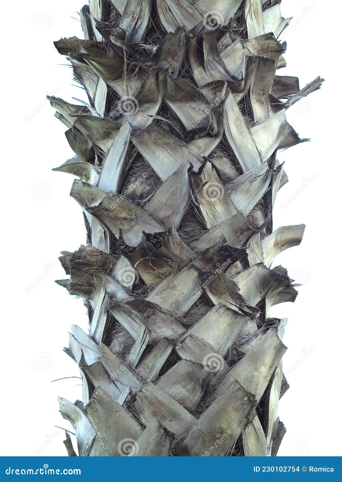 Structure of Trunk of Palm Tree Surface Closeup Stock Photo Image of