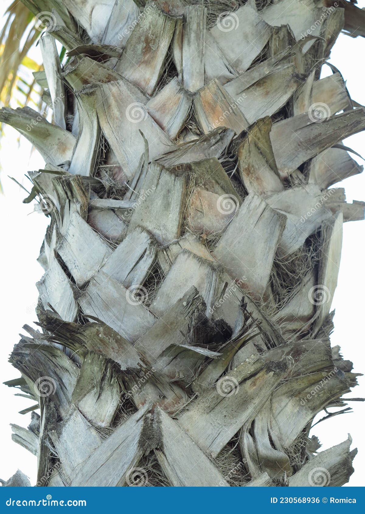 Structure of Trunk of Palm Tree Surface Closeup Stock Photo Image of