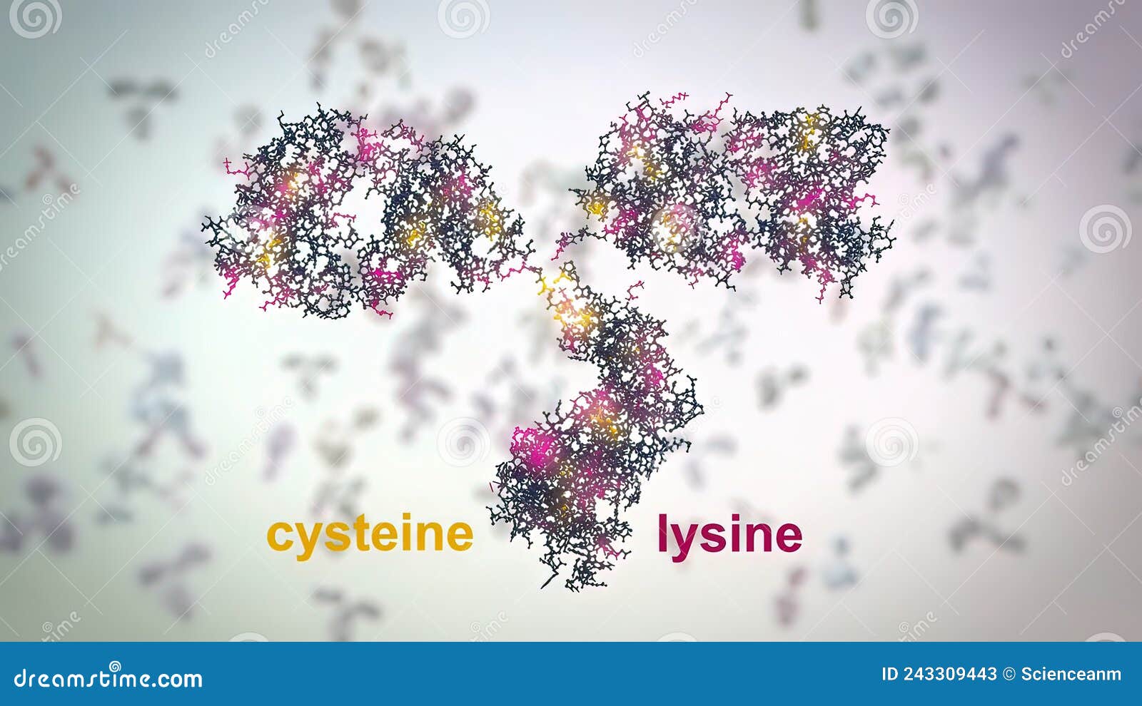 The Structure of a Typical Antibody Molecule.Antibodies and Amino Acids
