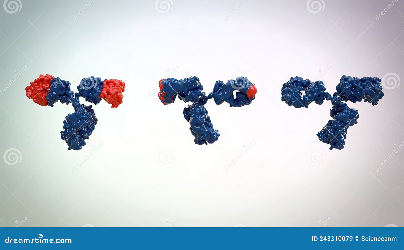 The Structure of a Typical Antibody Molecule.Antibodies and Amino Acids