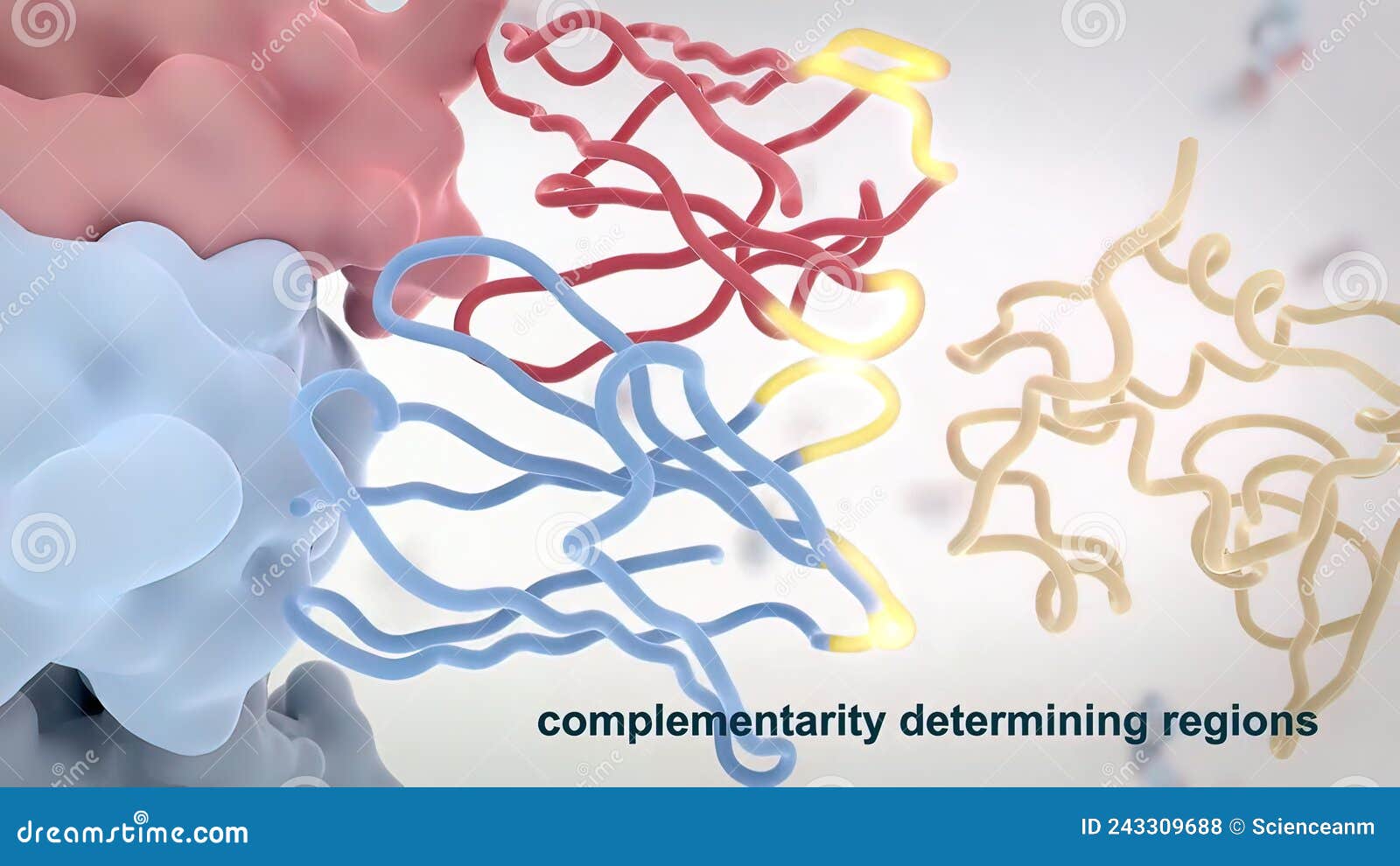 The Structure of a Typical Antibody Molecule.Antibodies and Amino Acids