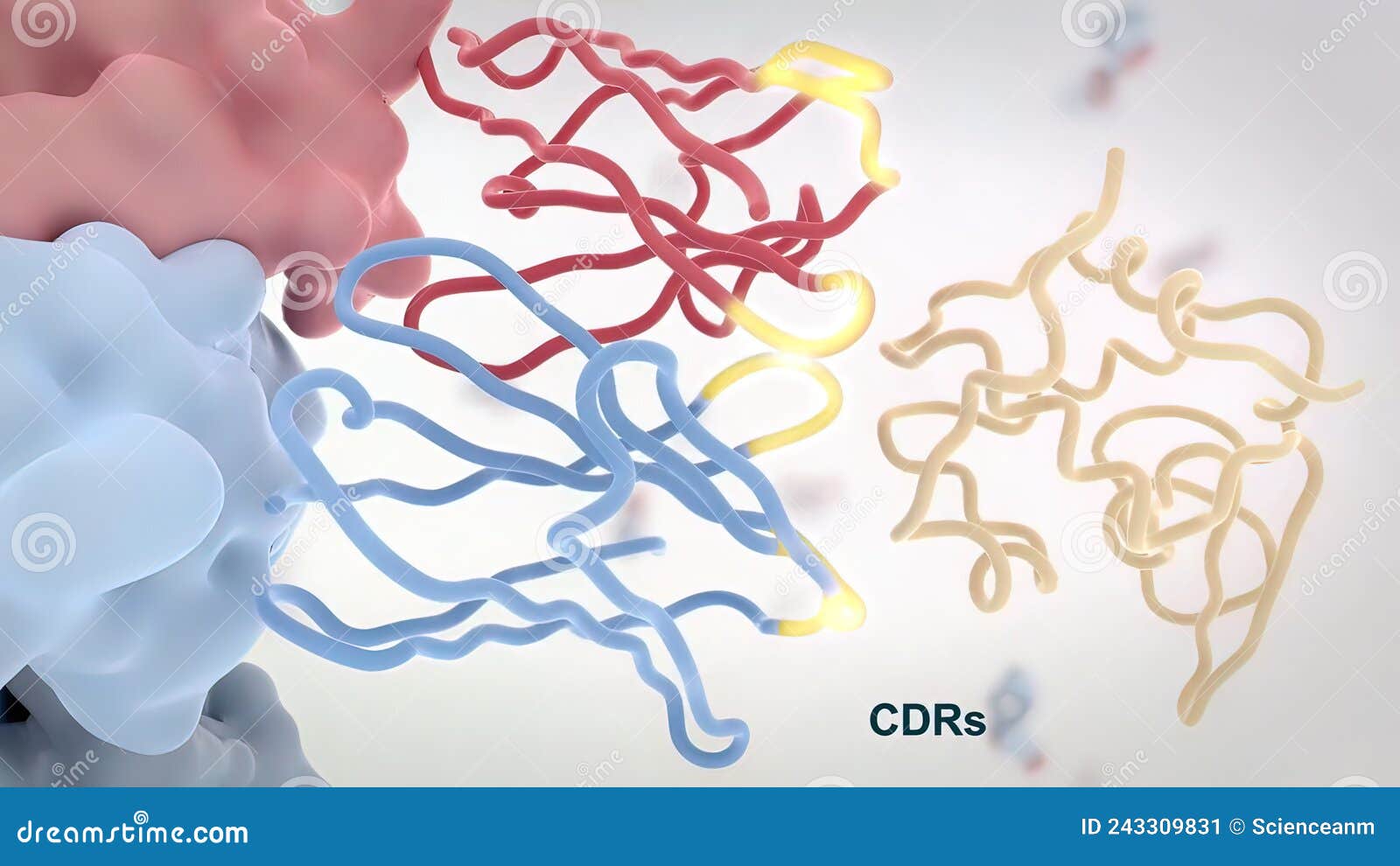 The Structure of a Typical Antibody Molecule.Antibodies and Amino Acids