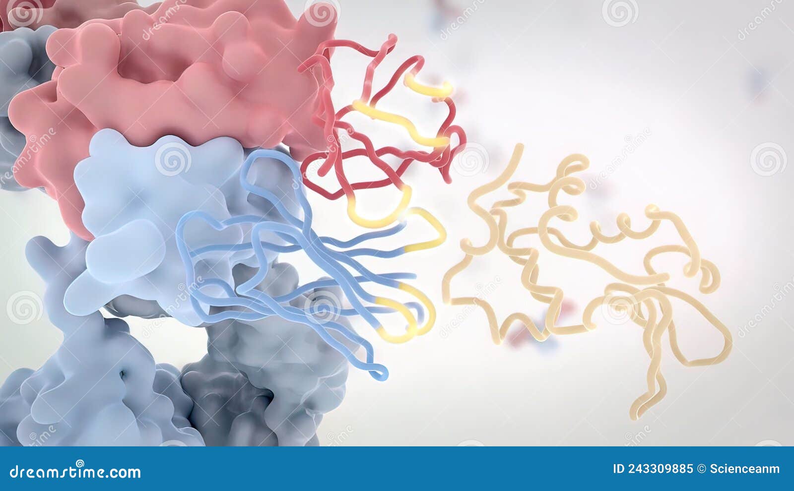 The Structure of a Typical Antibody Molecule.Antibodies and Amino Acids