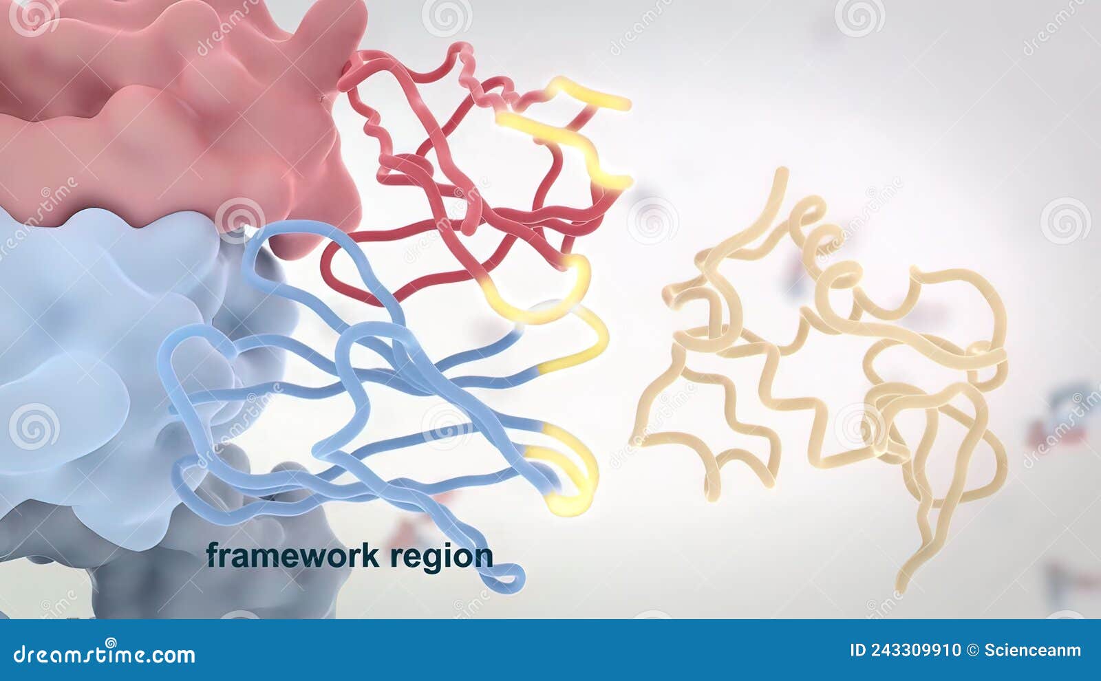 The Structure of a Typical Antibody Molecule.Antibodies and Amino Acids