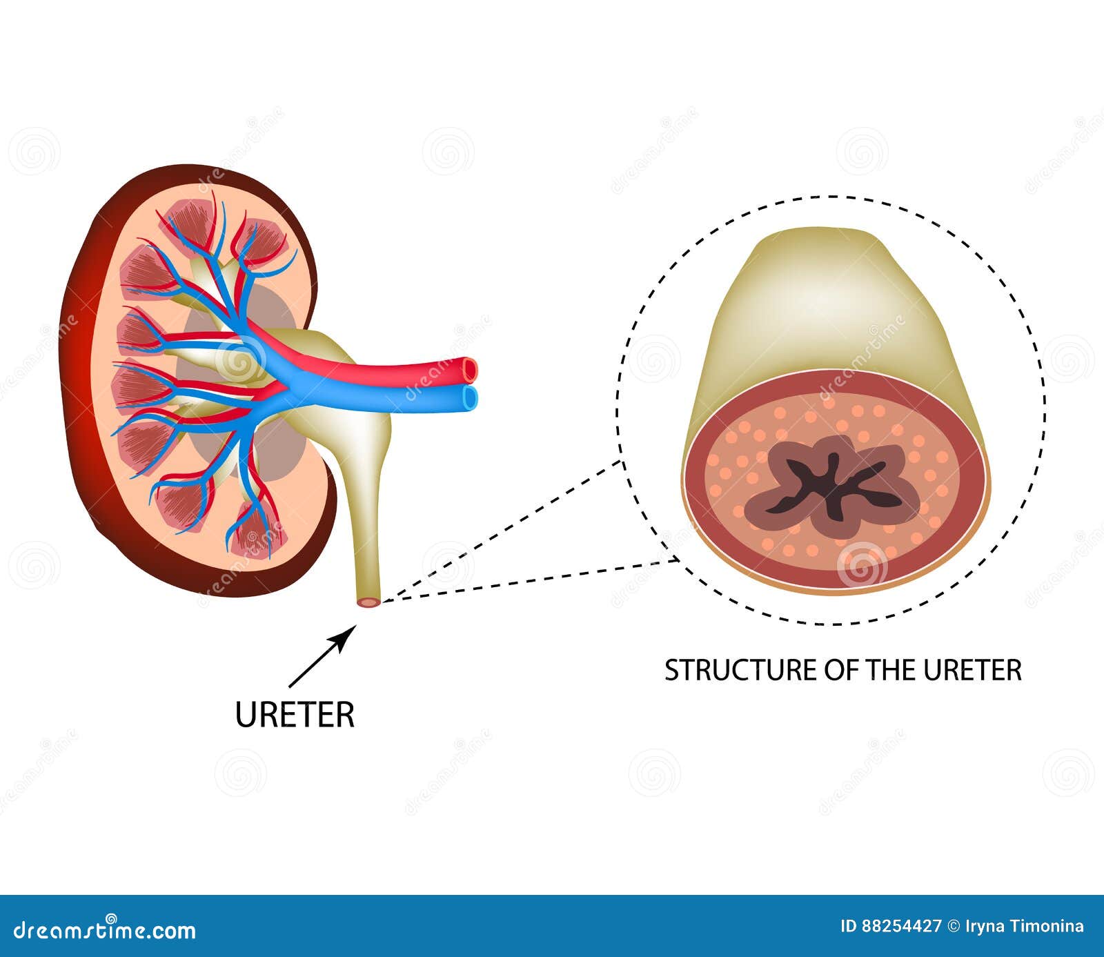 Structure Of The Ureter Infographics Vector Illustration On Isolated Structure Of The Ureter Infographics Vector Illustration On Isolated