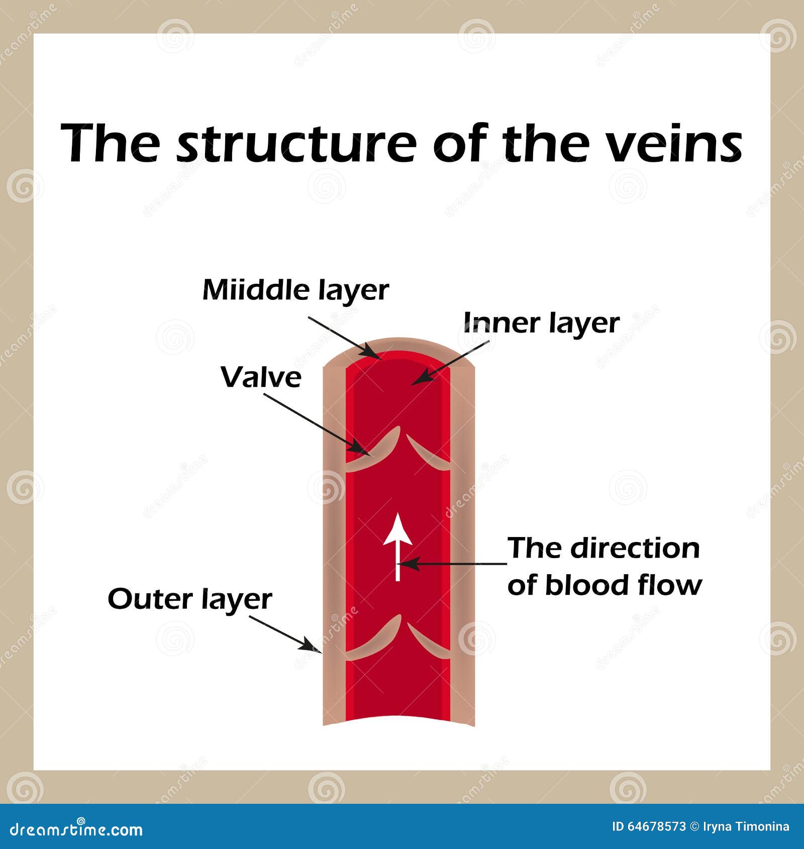 The Structure of the Veins. Infographics Stock Vector Illustration of