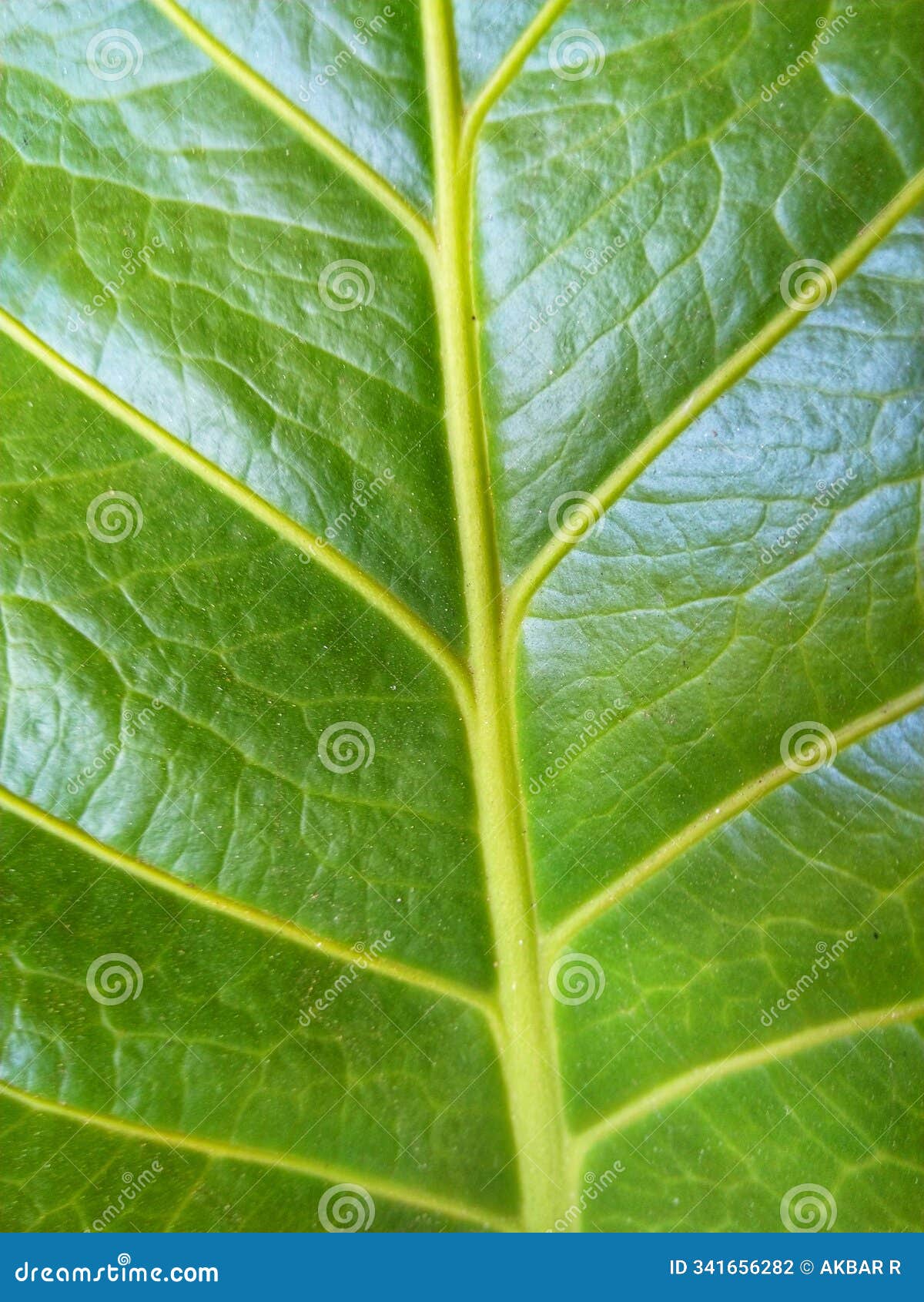 The Structure of the Veins on the Leaves is Very Unique with a ...