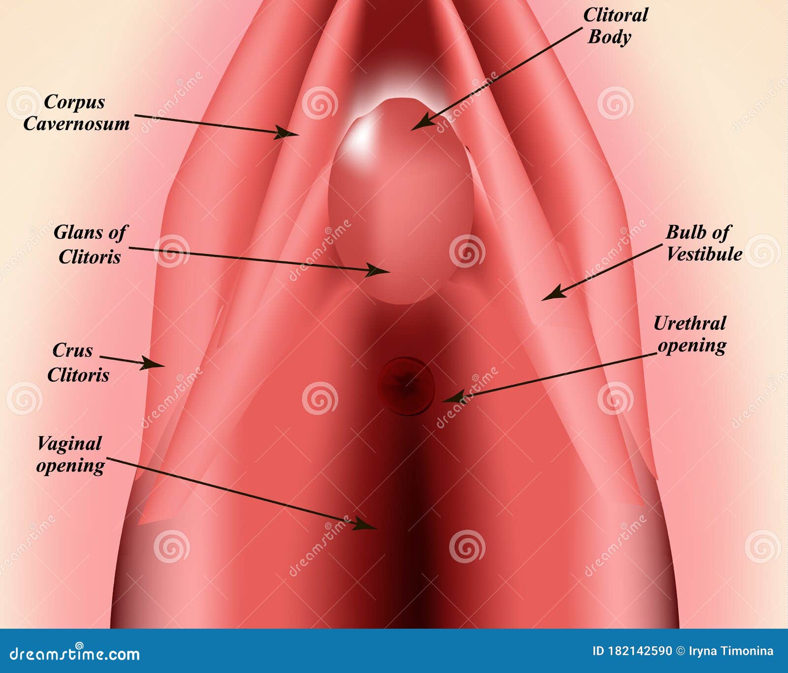 Tender Clitoris