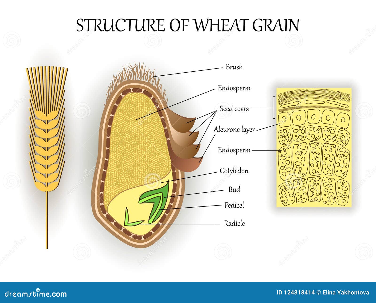 structure of wheat seed grain,  layers of endosperm, bud, pedicel, hull anatomical poster. biology botany science banner.