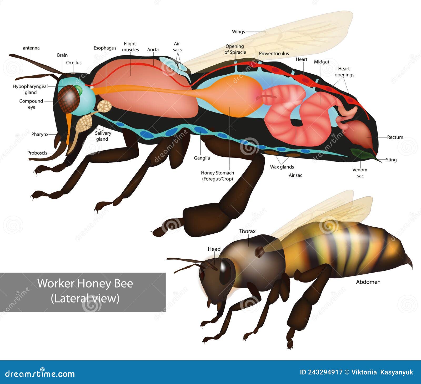 https://thumbs.dreamstime.com/z/structure-worker-honeybee-lateral-view-anatomy-bee-inner-organs-educational-scheme-vector-illustration-structure-243294917.jpg