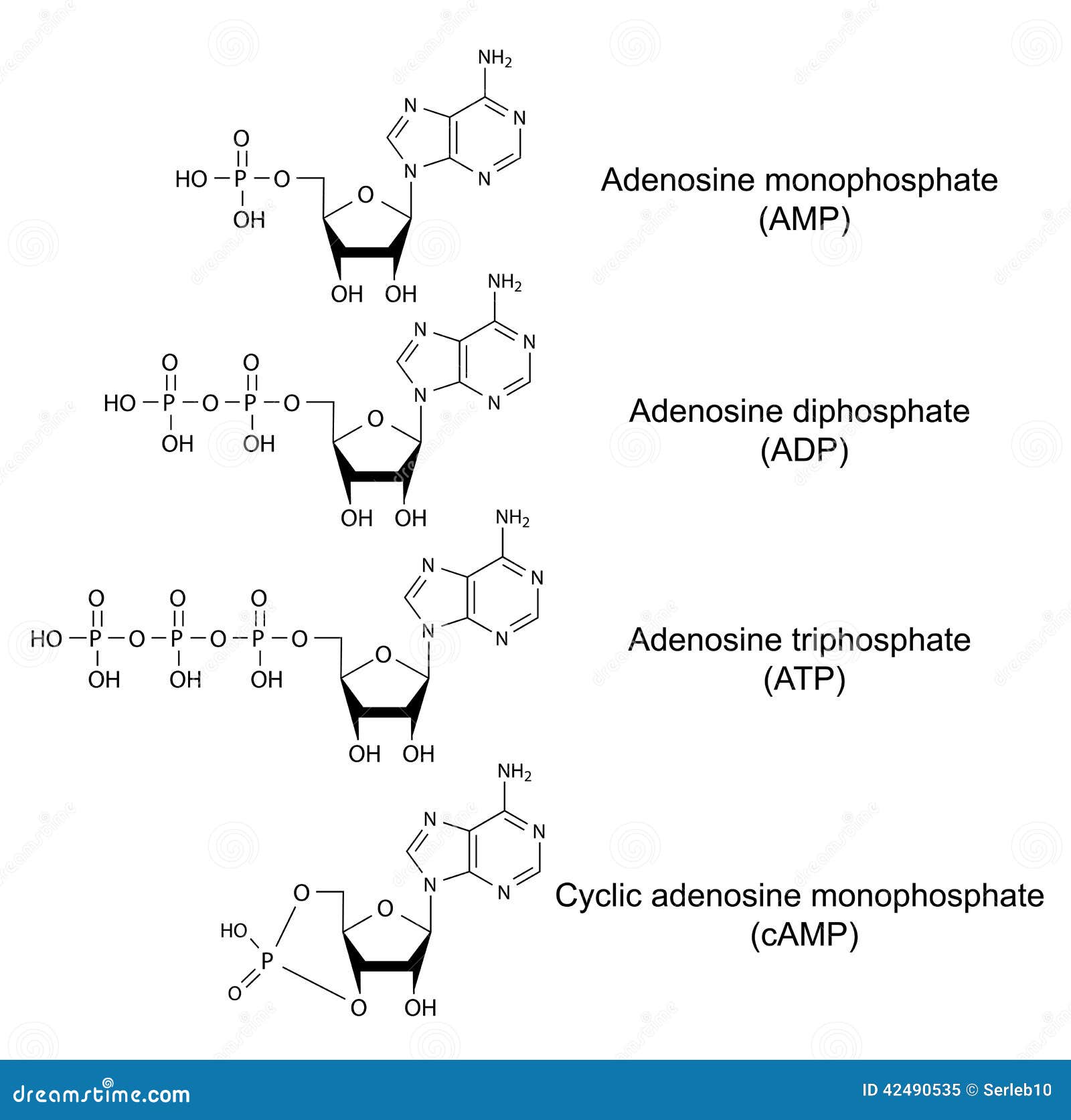 Structurele Chemische Formules Van Adenosine Phosphat Vector