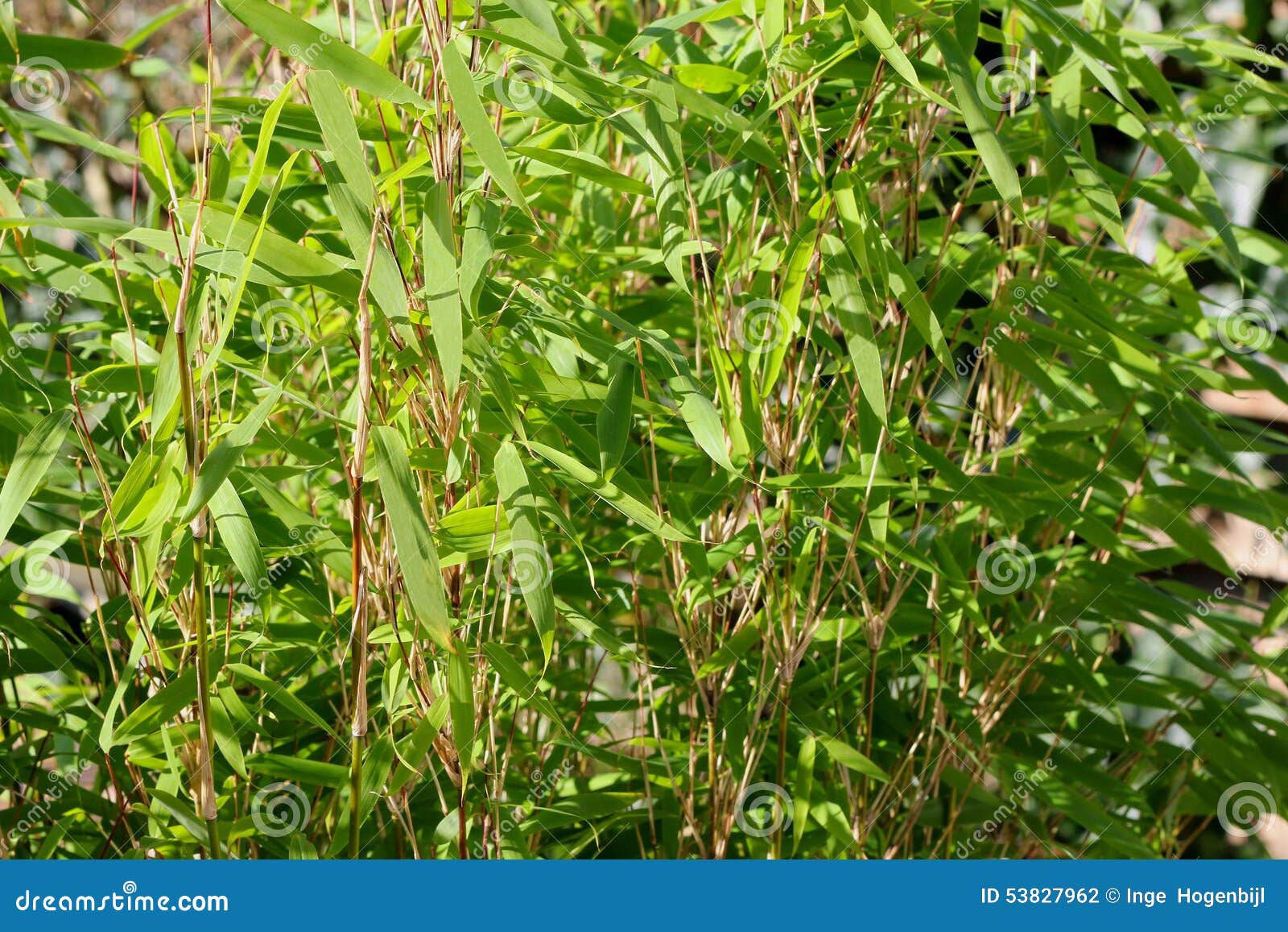 Structures of a Fresh Green Bamboo Plant Stock Photo Image of forest