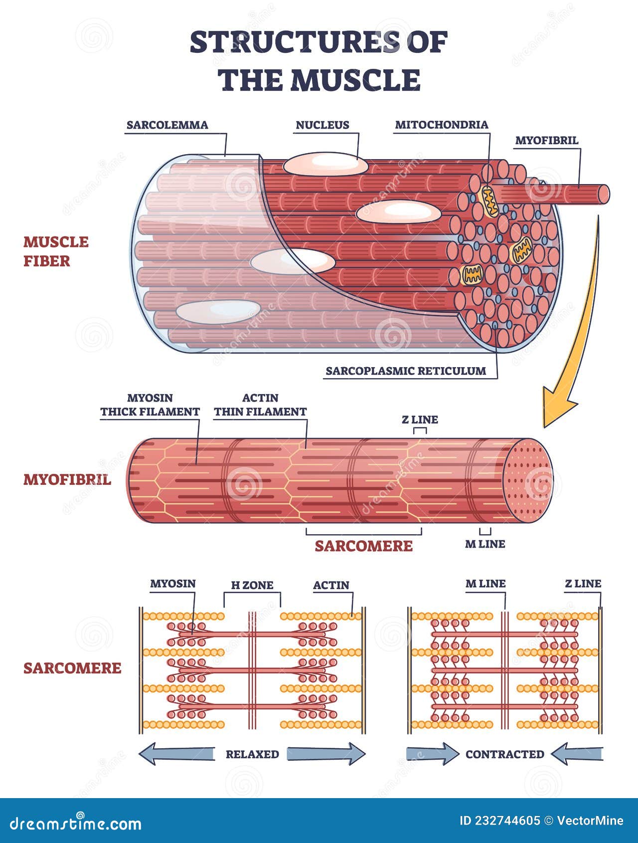 Sarcomere structure labeled