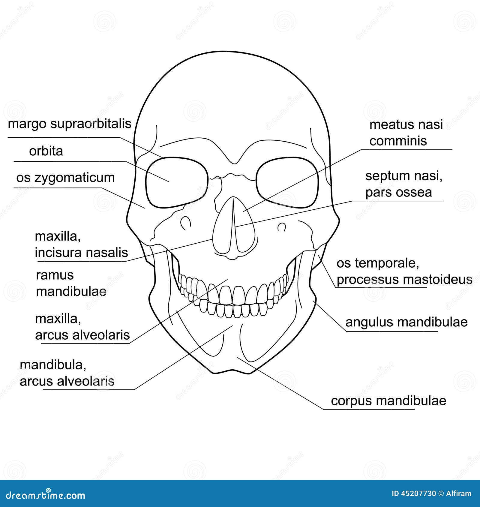 Iedereen Beheer explosie Structuur Van De Menselijke Schedel Vector Illustratie - Illustration of  mens, systeem: 45207730